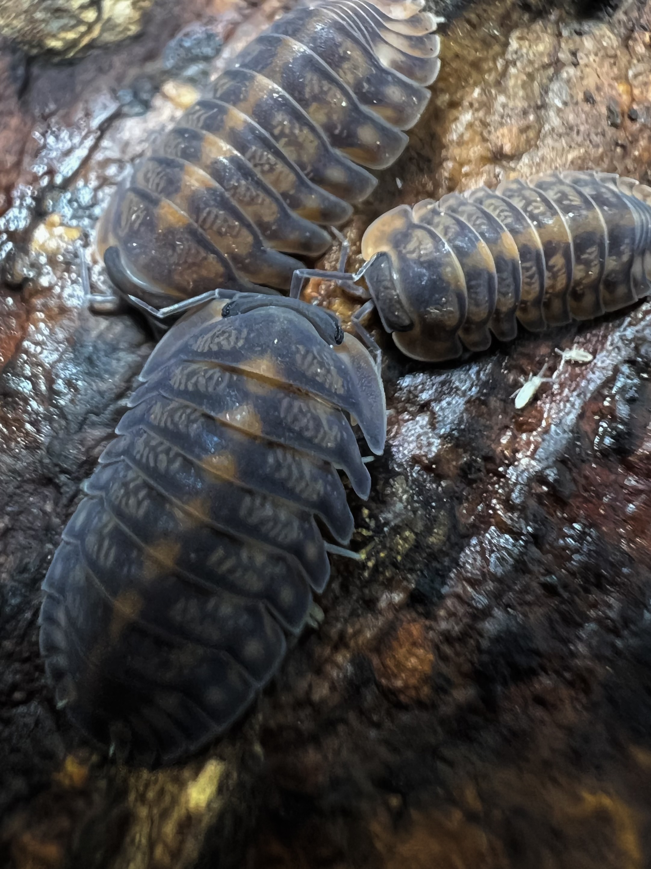 Cubaris sp. dark phipun 5 each