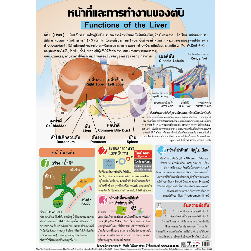 Functions of the Liver Educational Posters No.271