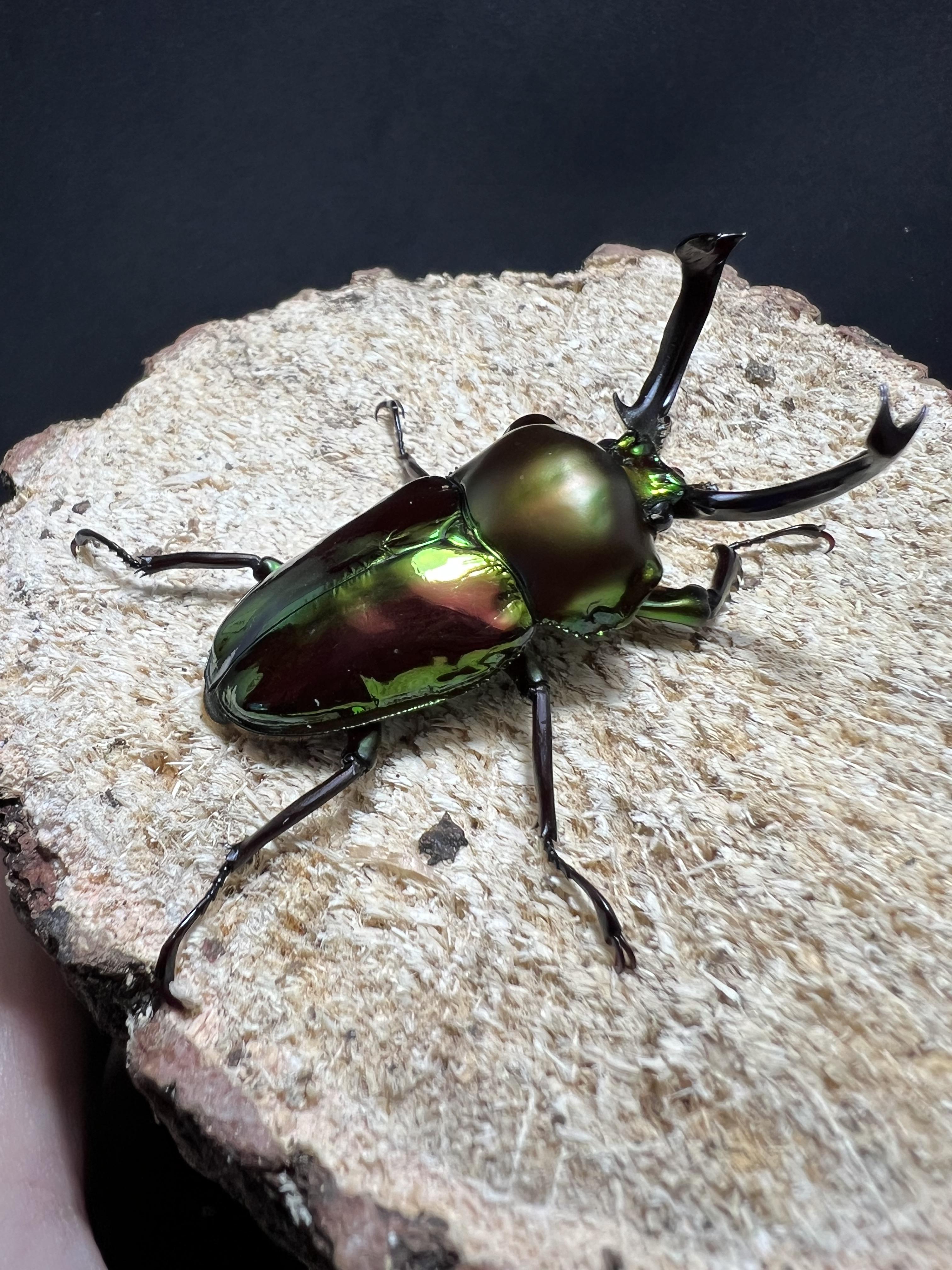 Phalacrognathus muelleri 52 mm.