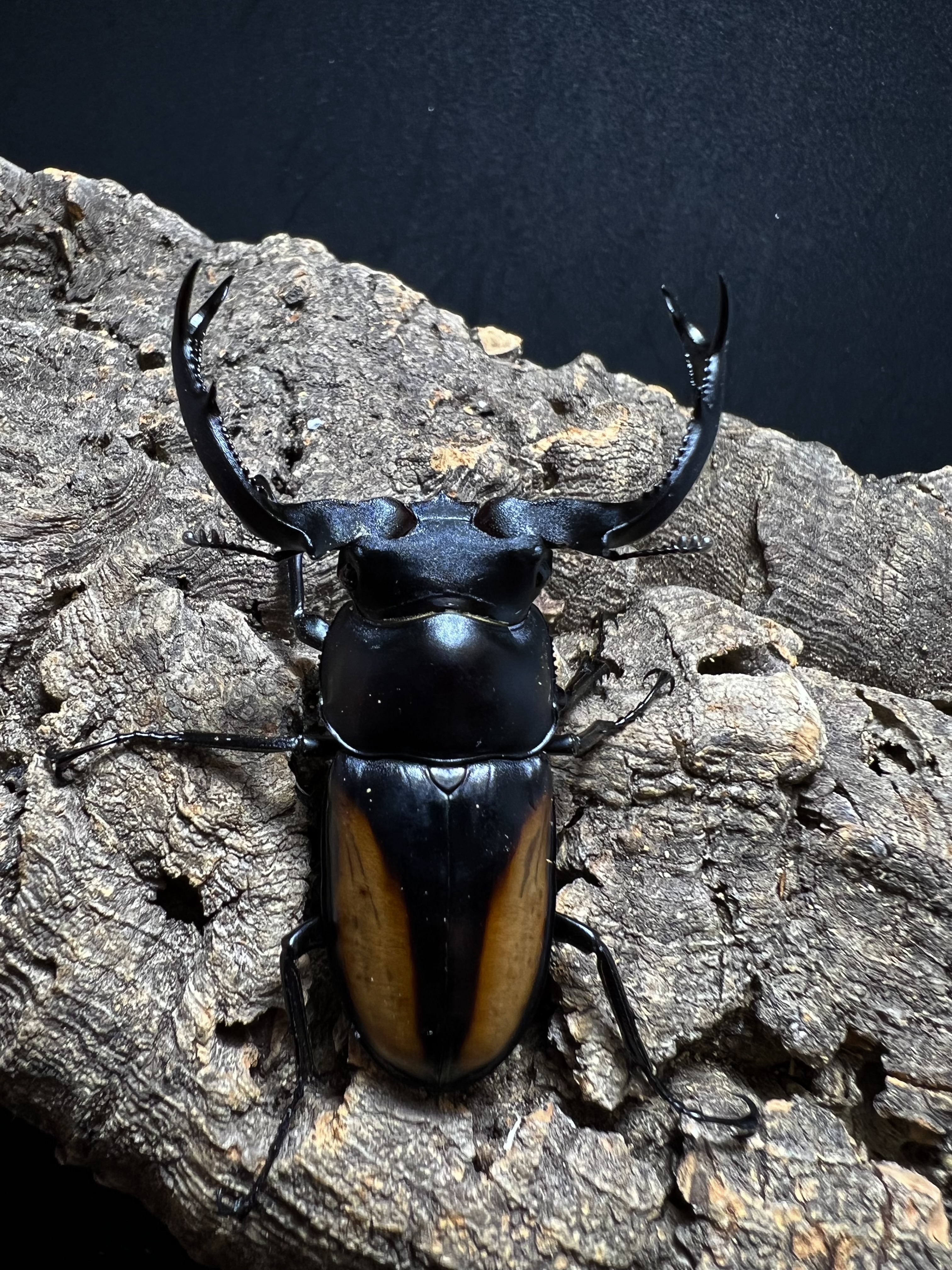 Rhaetulus speciosus kawanoi 53mm.