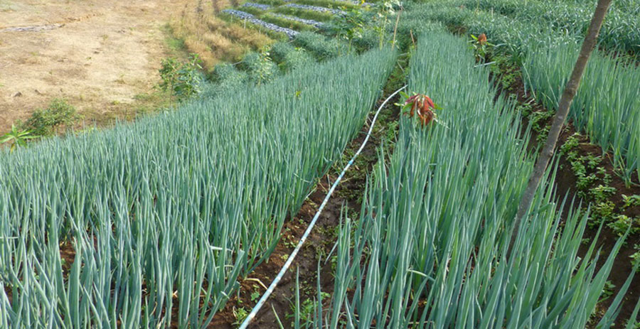 เมล็ดพันธุ์ ต้นหอมญี่ปุ่น