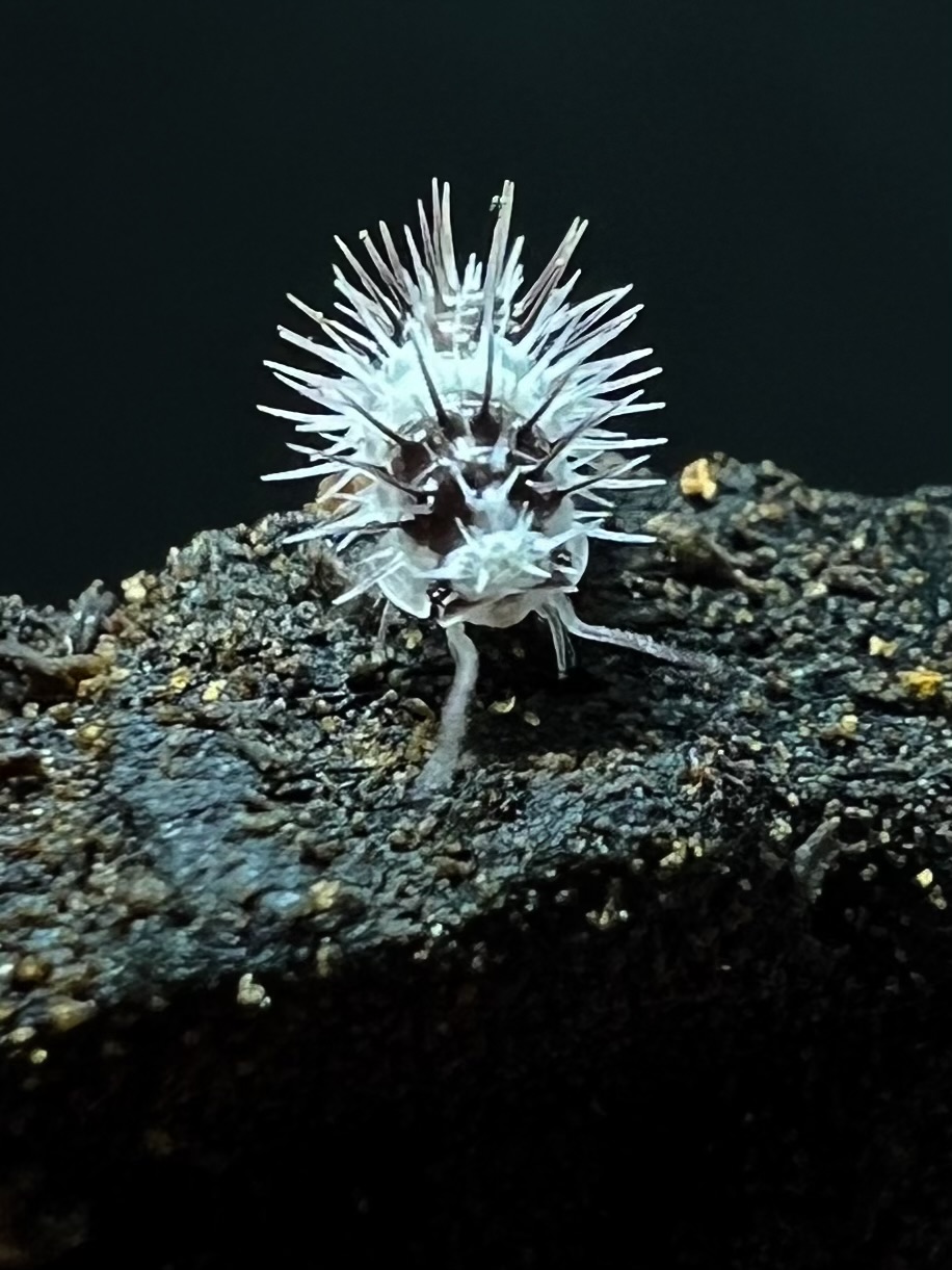 Laureola sp. white skull 5 each