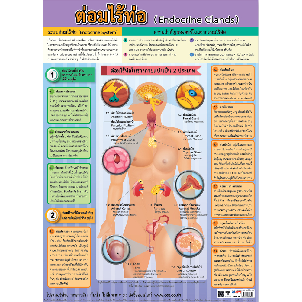 The endocrine glands Educational Posters No.532