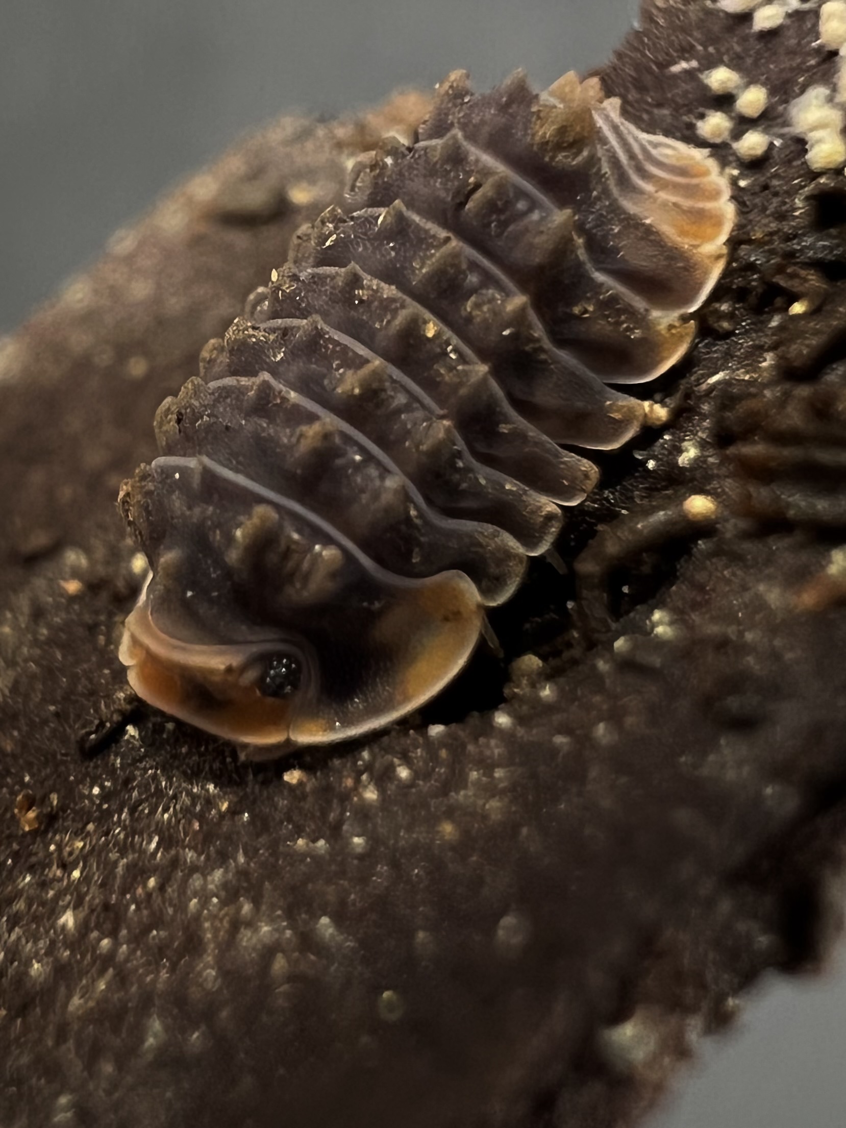 Cubaris sp. Shiny Gator 5 each