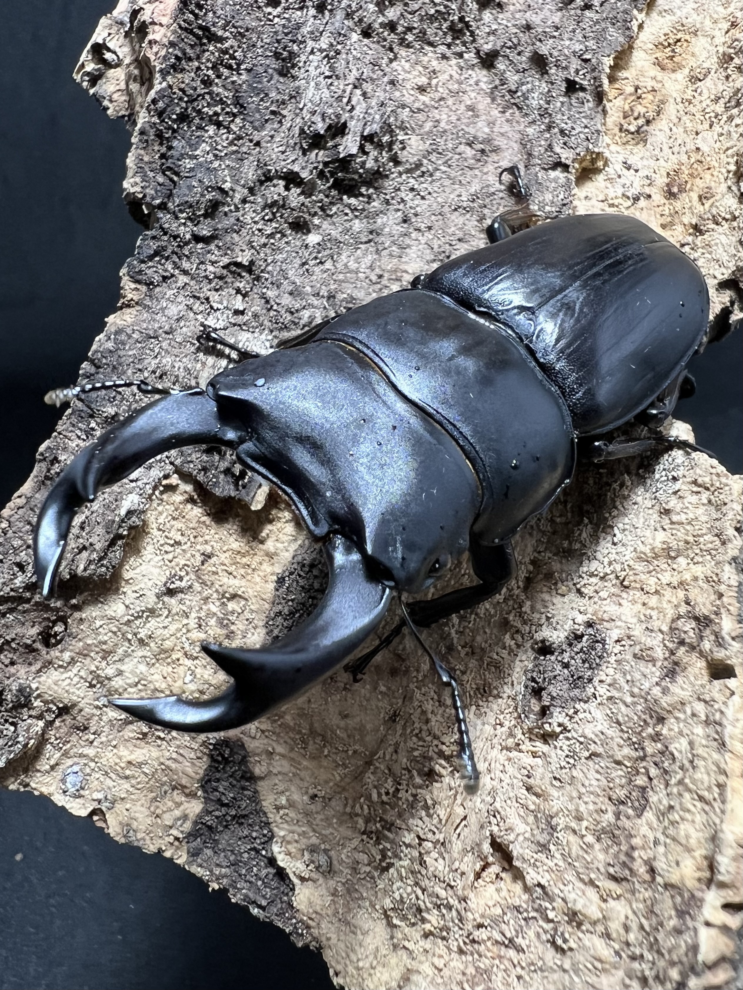 Dorcus hopei binodulosus 69 mm.