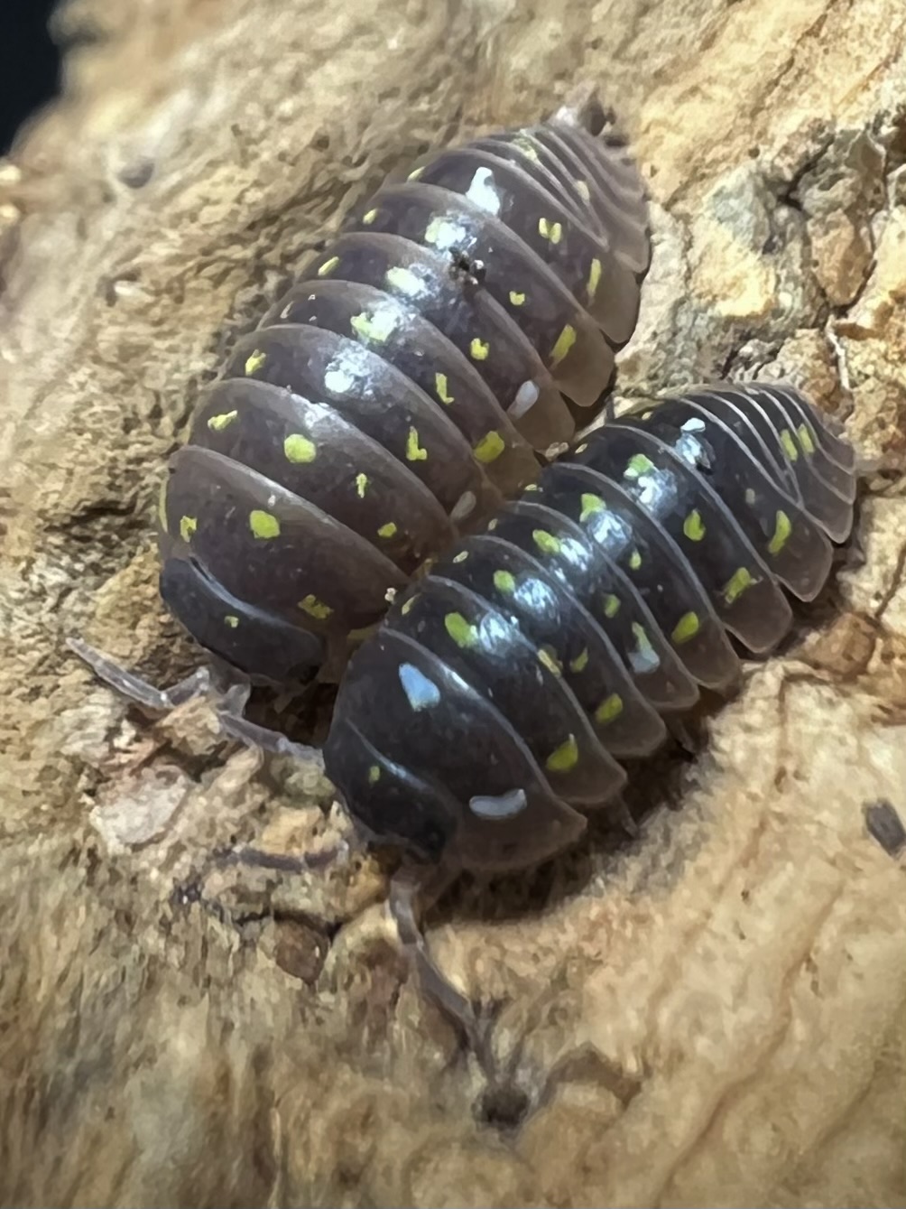 Armadillidium frontetriangulum set 5 each