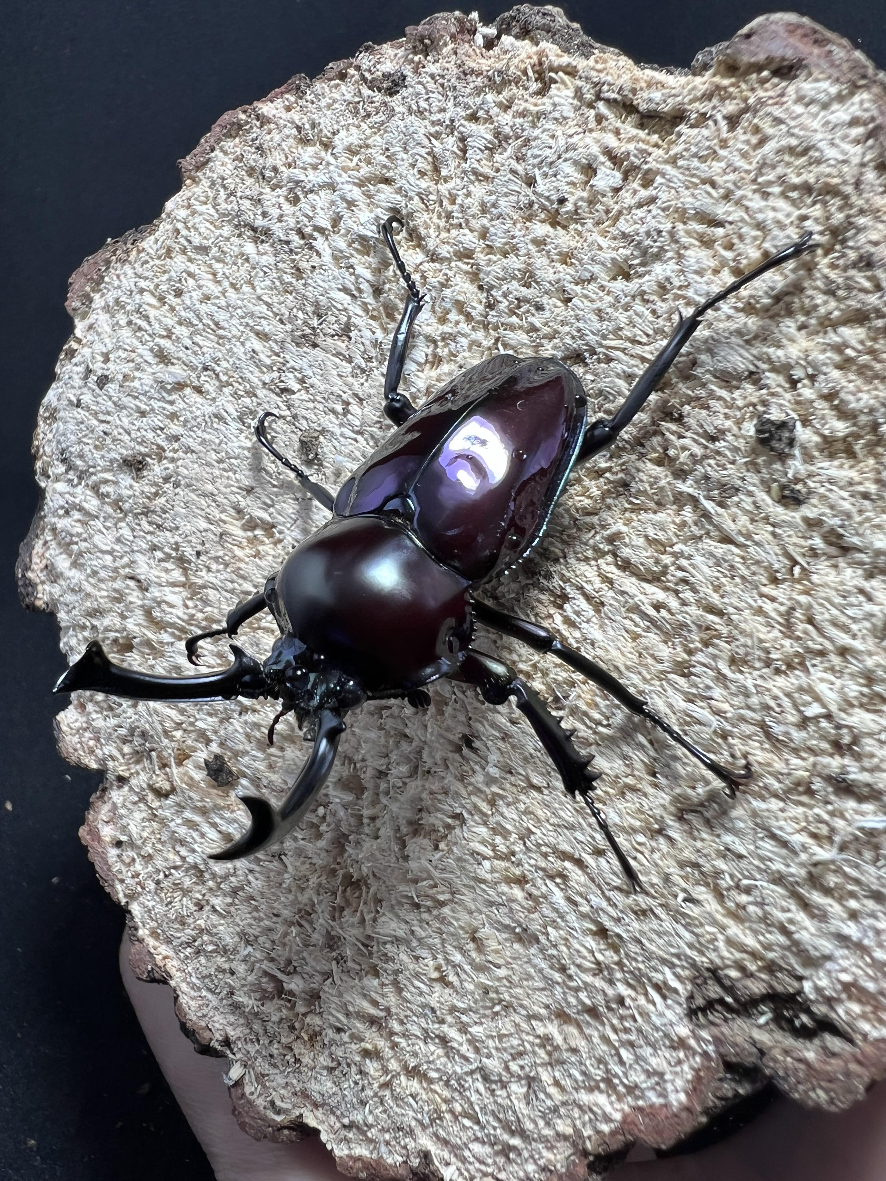 Phalacrognathus muelleri 50mm.