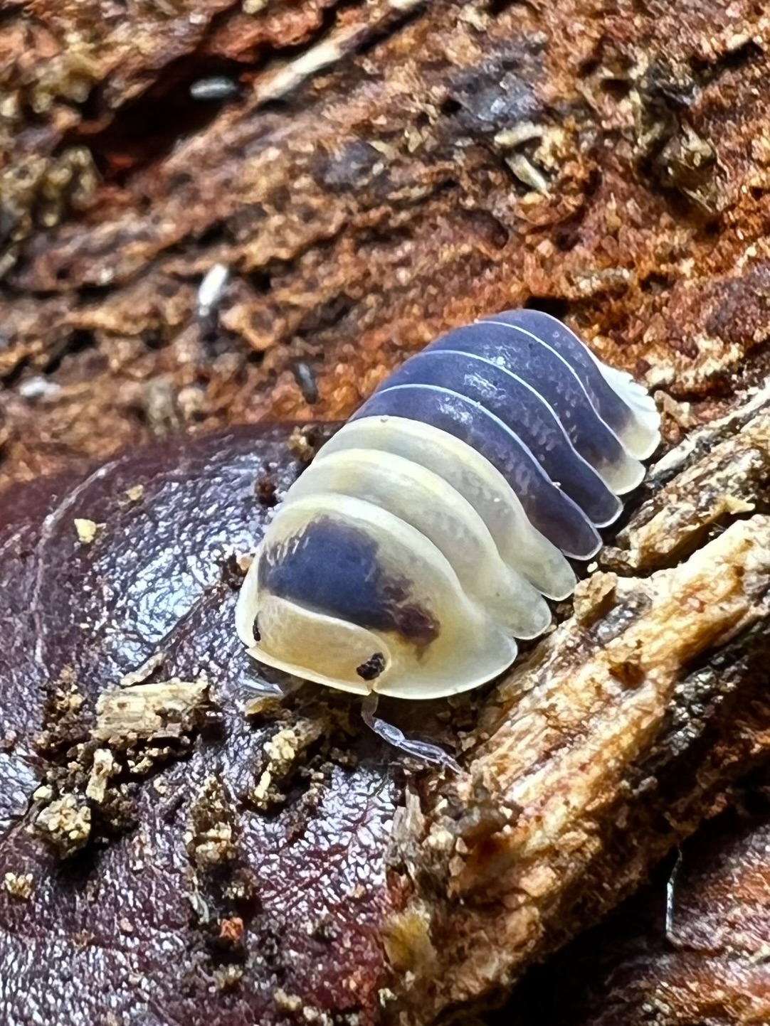 Cubaris sp. bumblebee 5 each