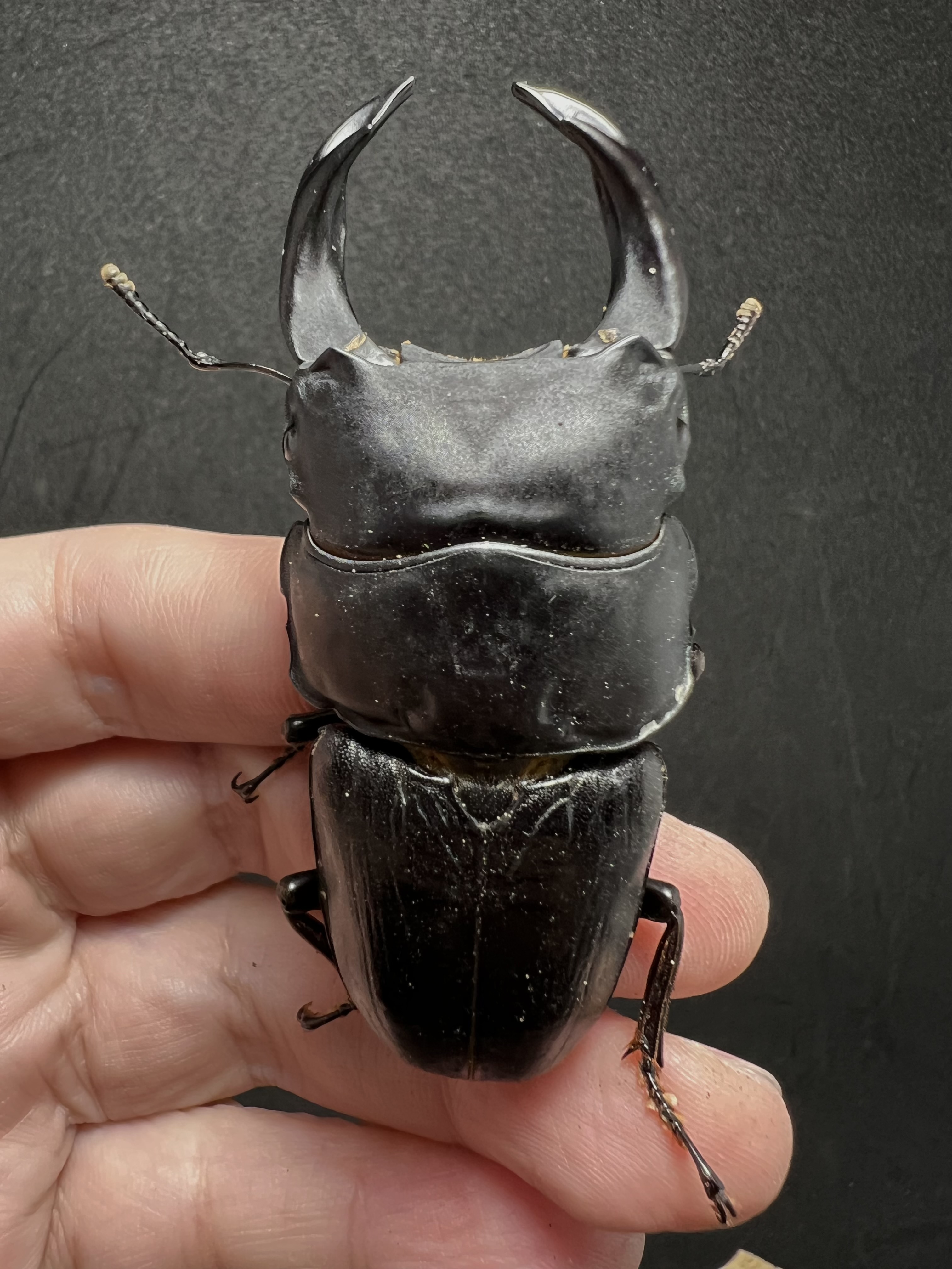 Dorcus hopei binodulosus 75mm.