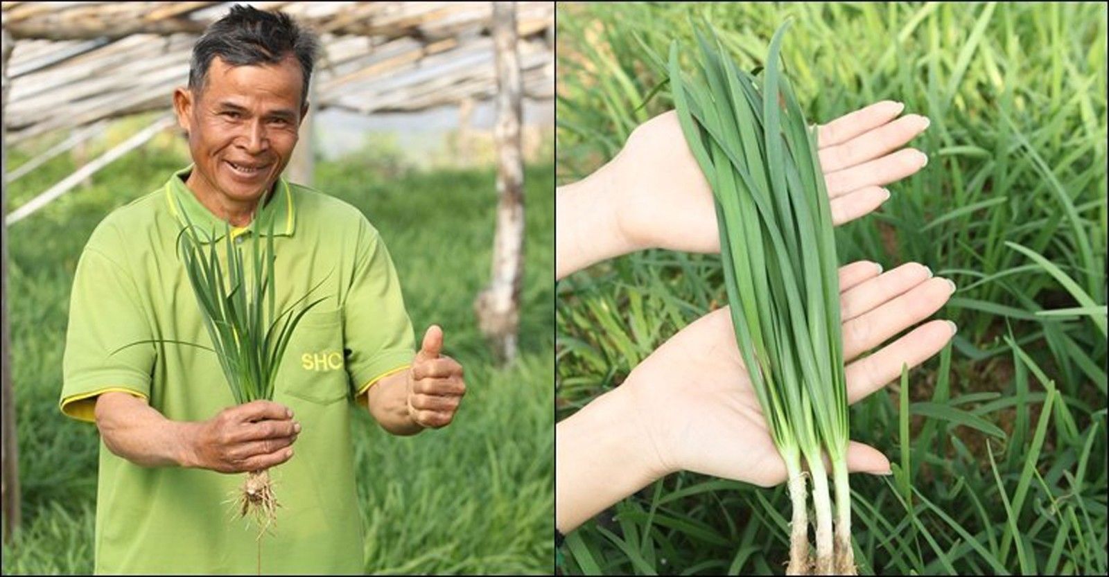 เมล็ดพันธุ์กุยช่าย