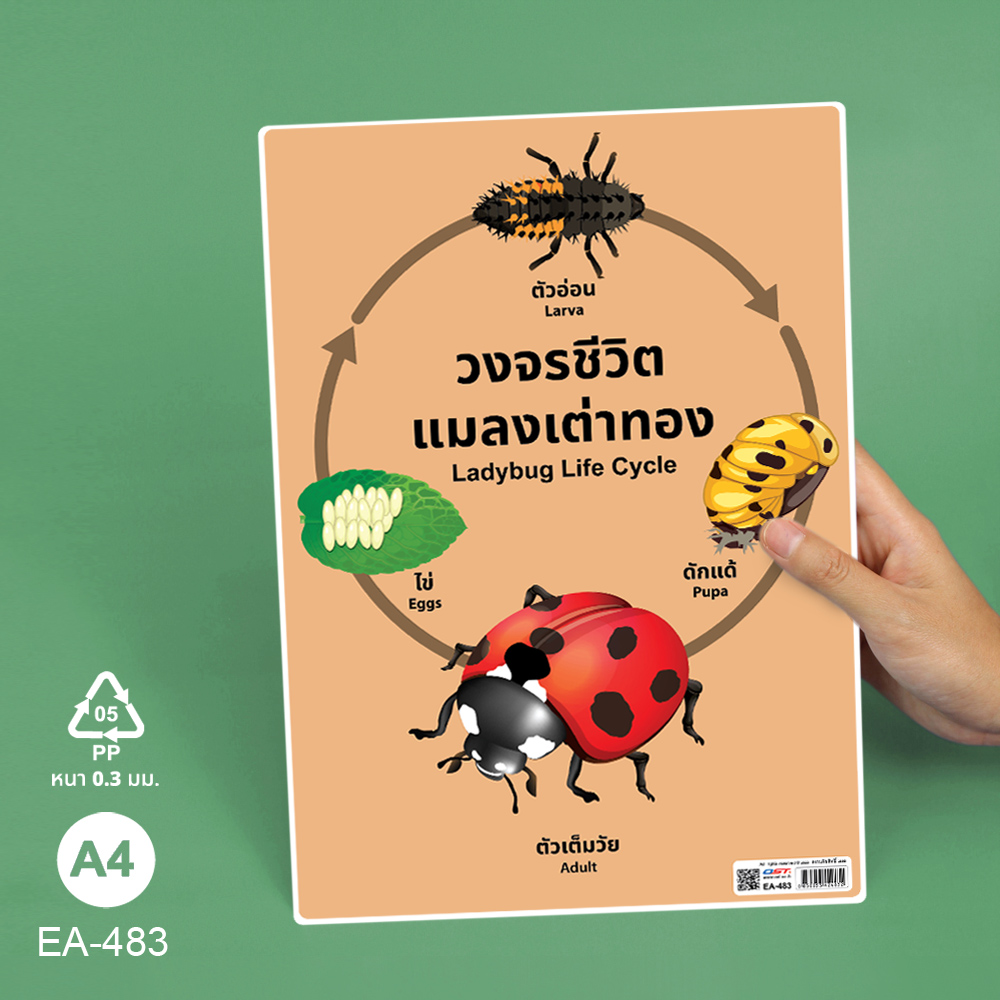 โปสเตอร์ความรู้ ชุดวงจรชีวิตสัตว์ ขนาดA4 EA-483 เต่าทอง