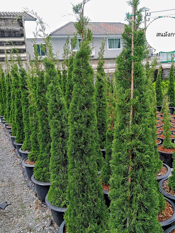 ต้นสนมังกรนครนายก โทร 062-9954226