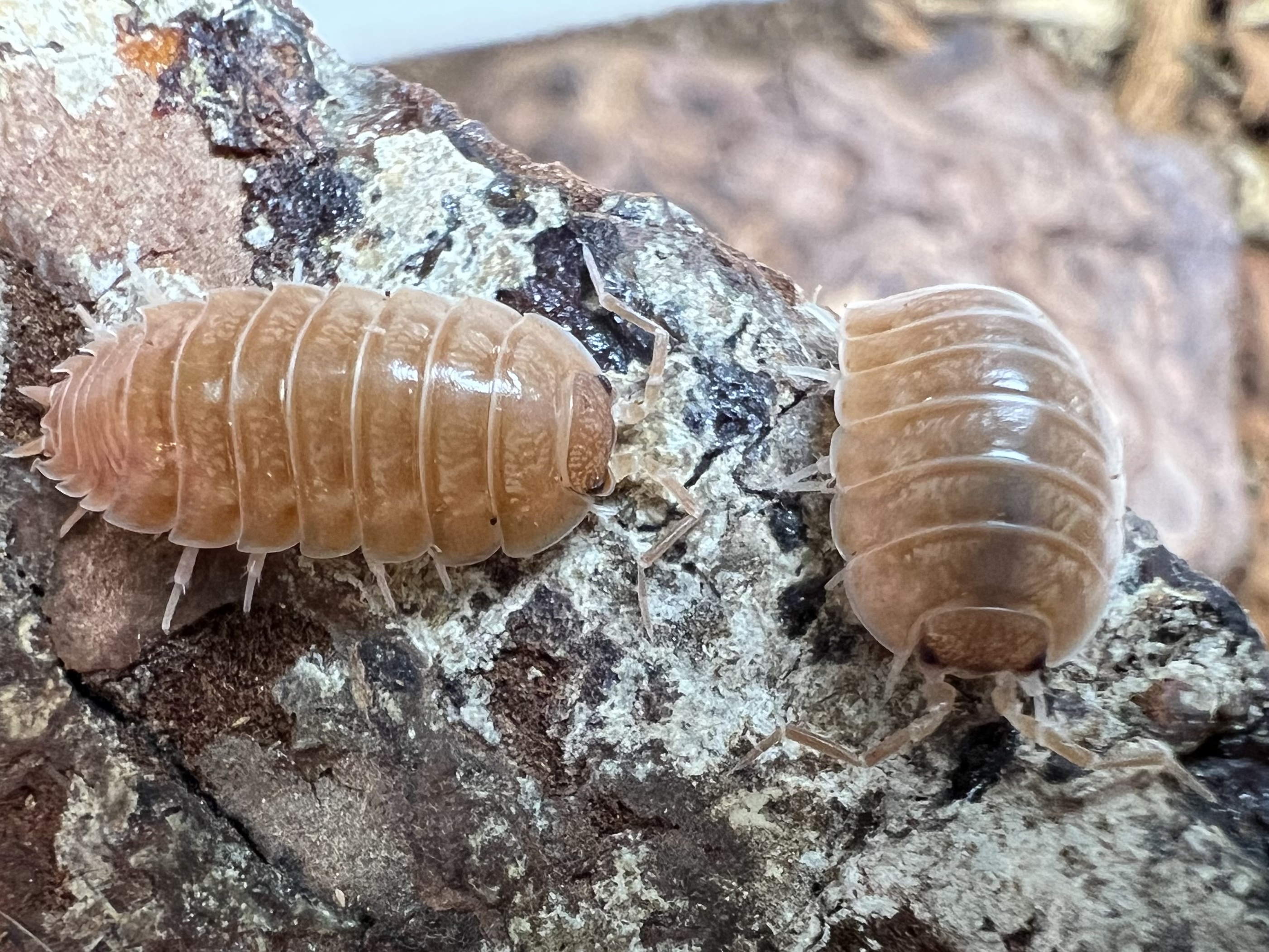 Porcellio laevis “Giant Orange” set 10each