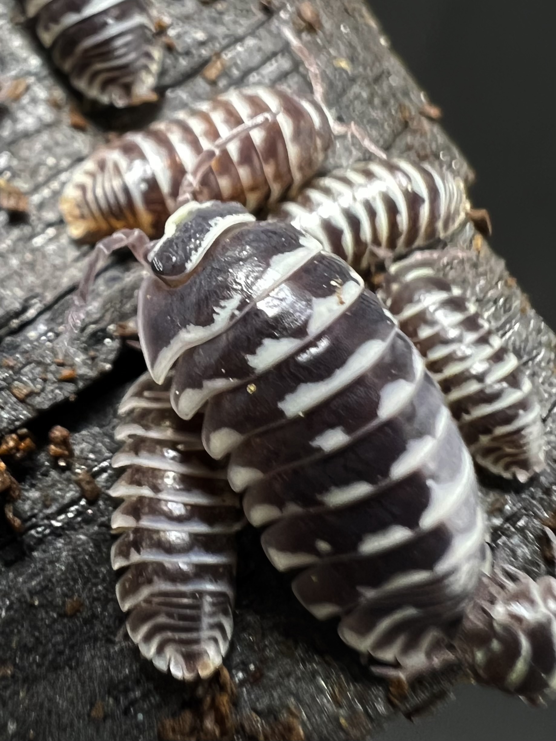 Armadillidium “White zebra” Set 5 each