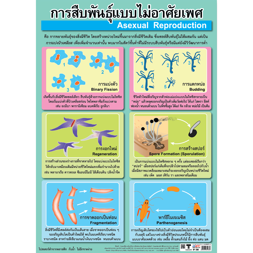 โปสเตอร์ความรู้ การสืบพันธุ์แบบไม่อาศัยเพศ No.238