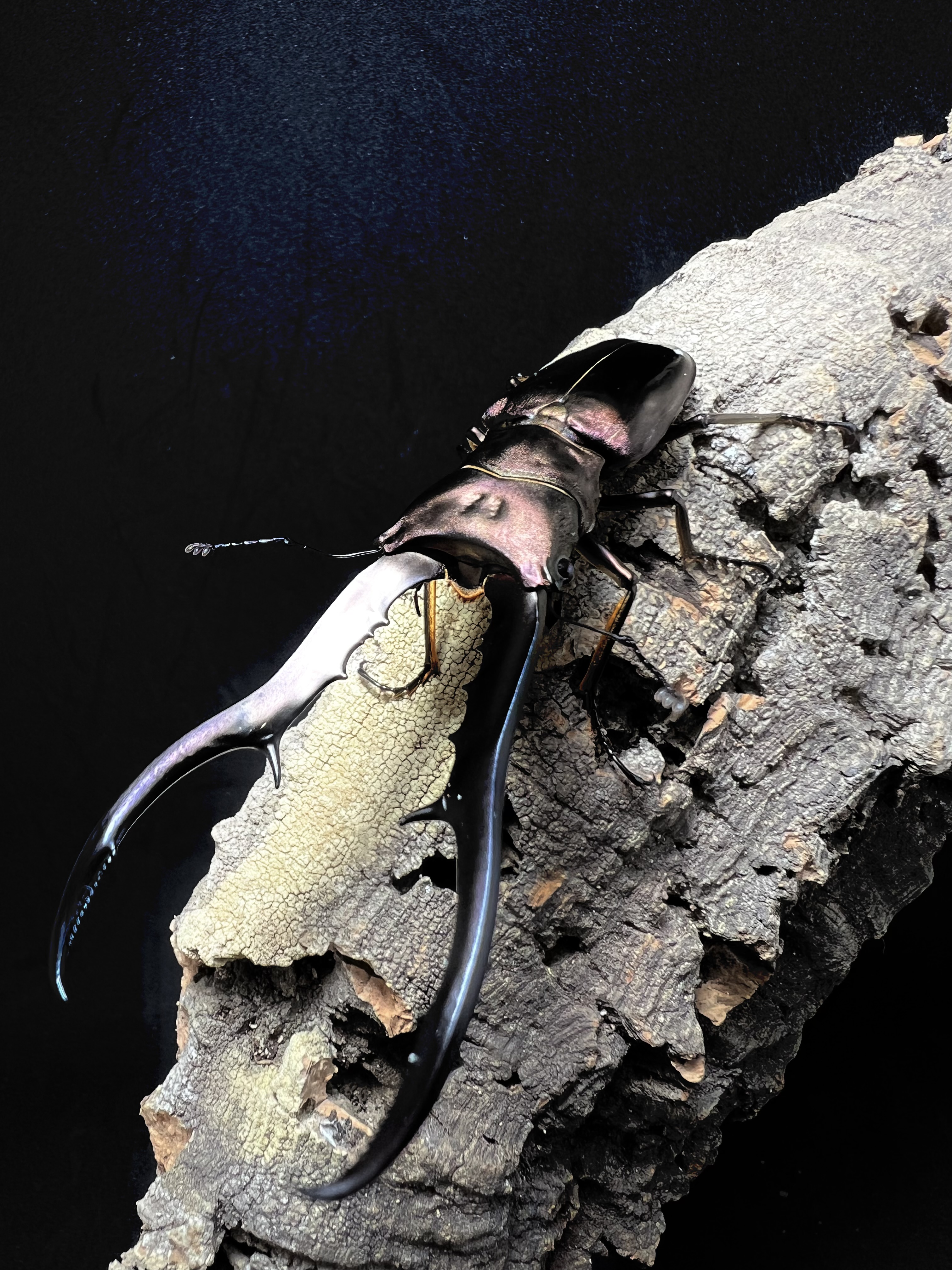 Cyclommatus metallifer 85mm.