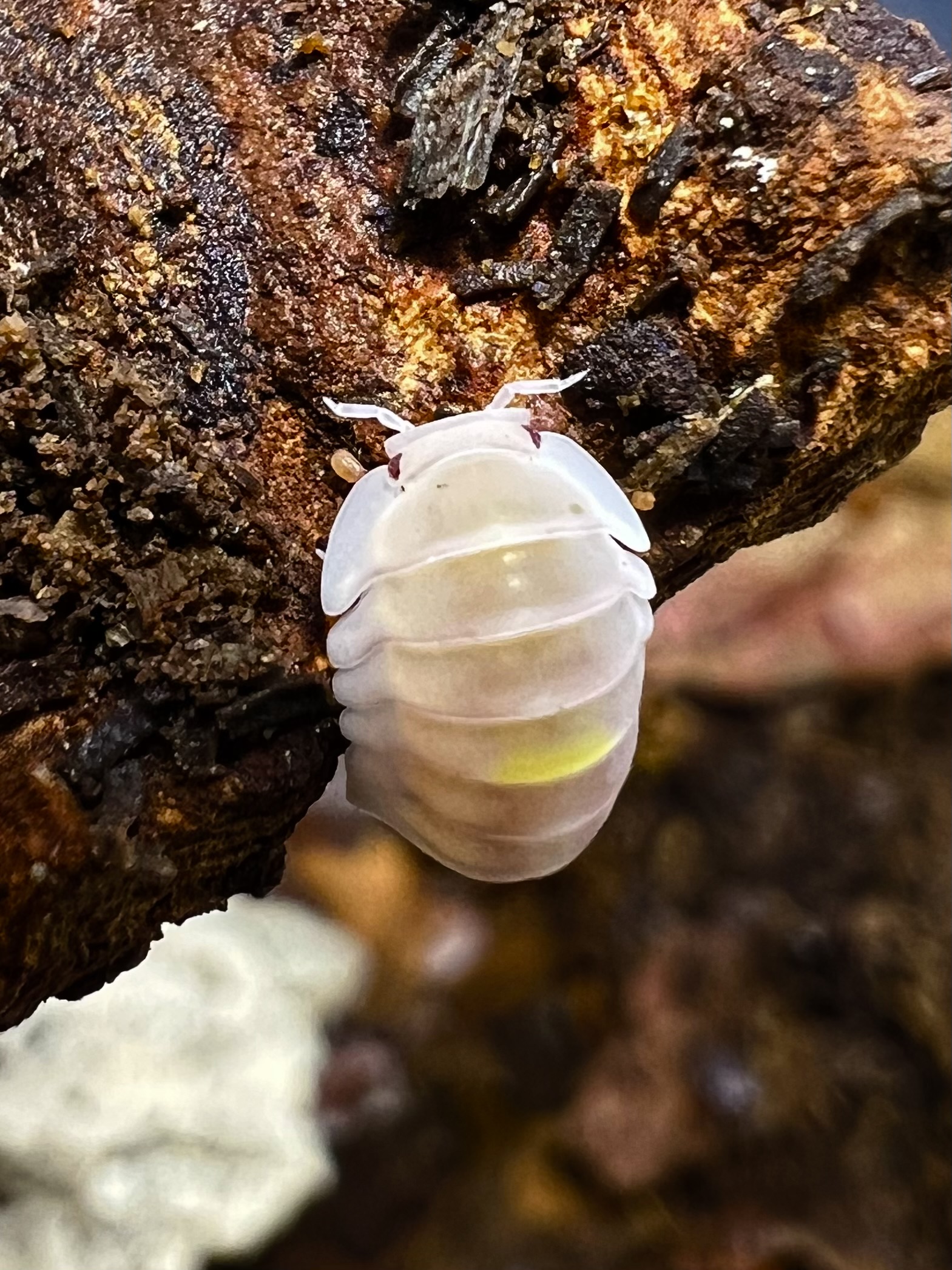 Cubaris sp. amber firefly ’Albino’ 5 each