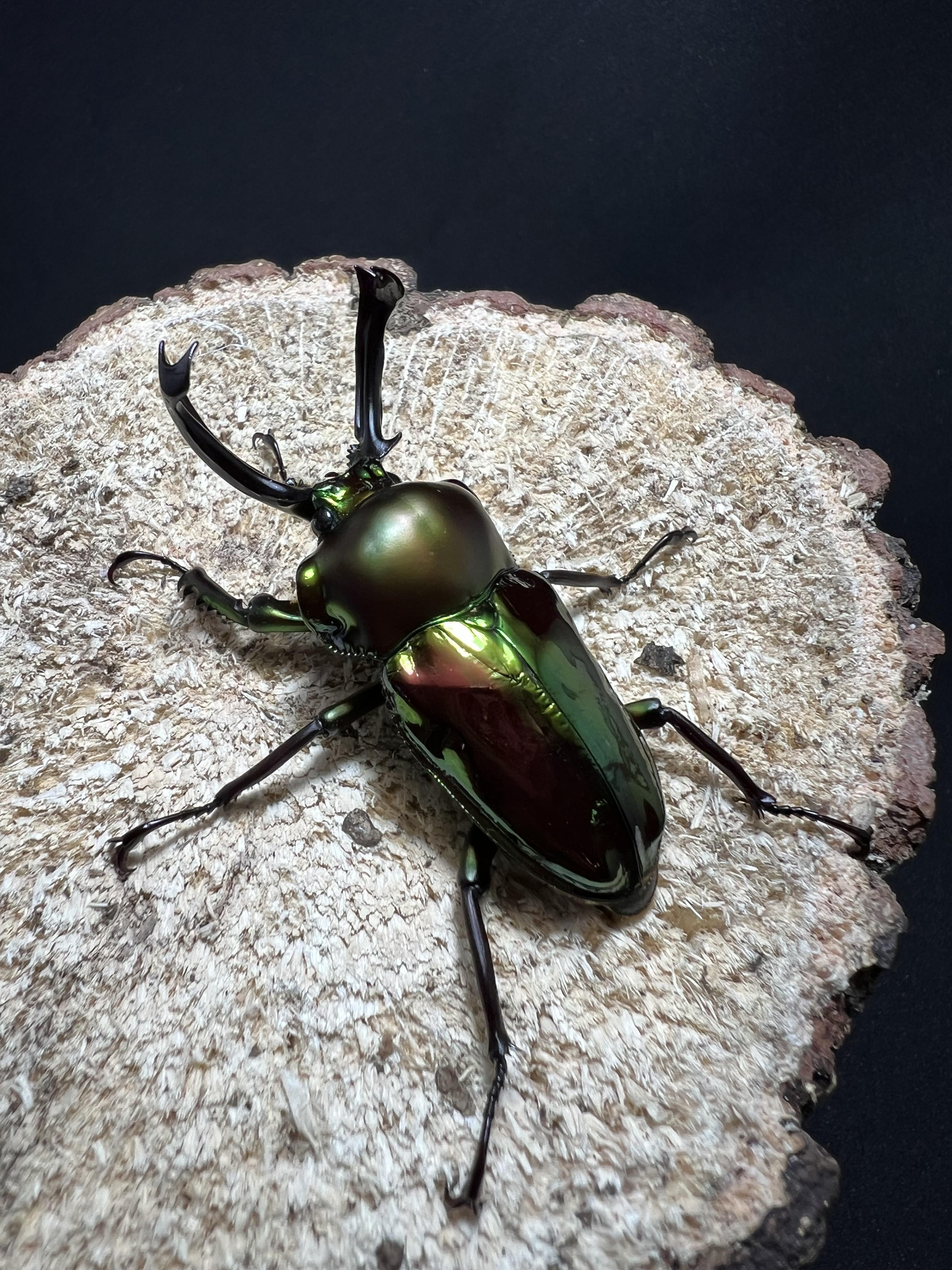 Phalacrognathus muelleri 52 mm.