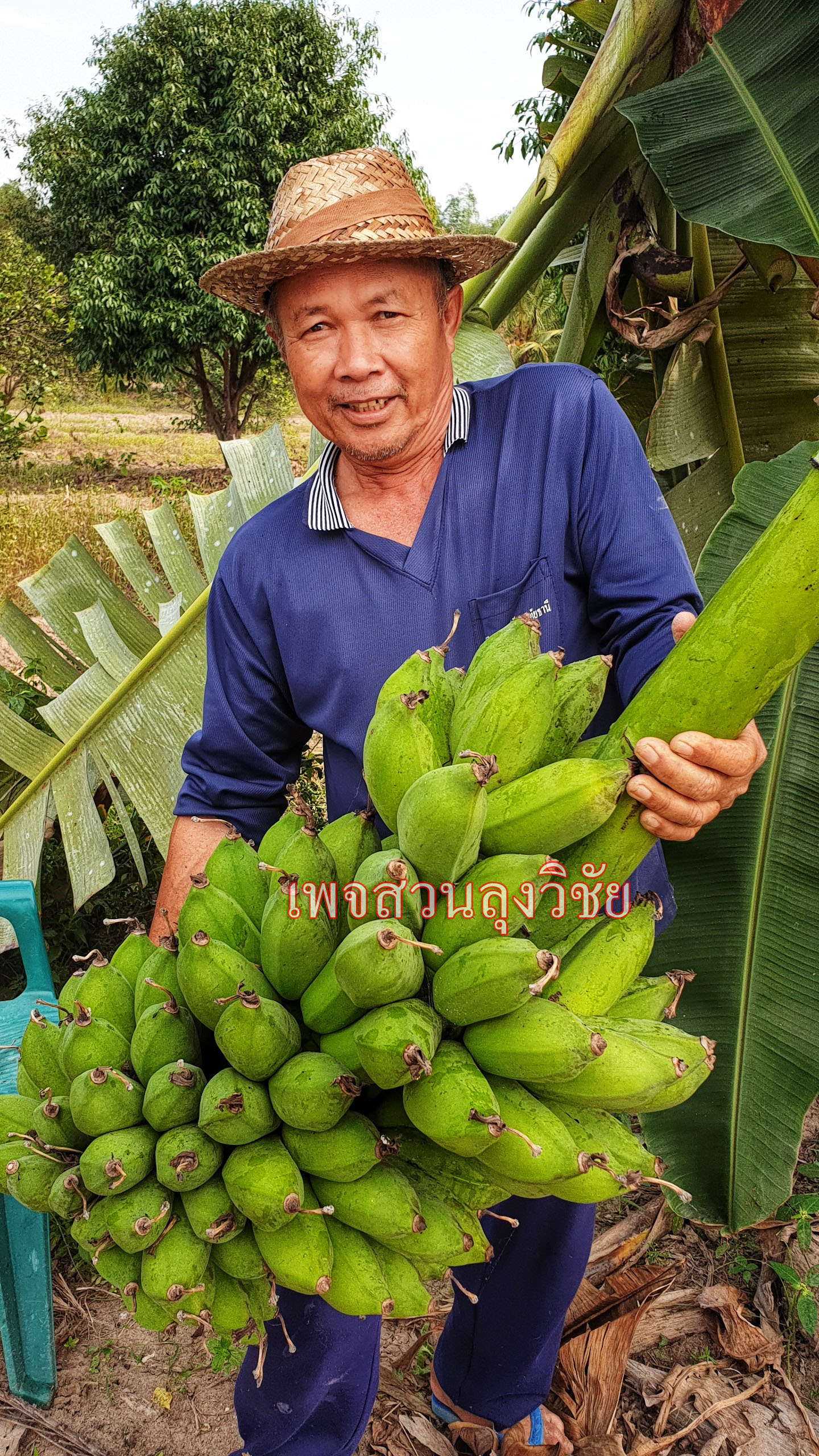 หน่อกล้วยน้ำหว้าทะลิอ่องยักษ์โบราณ 4 หน่อ ส่งฟรีทั่วไทย