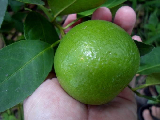 เมล็ดพันธุ์มะนาวแป้นพิจิตร