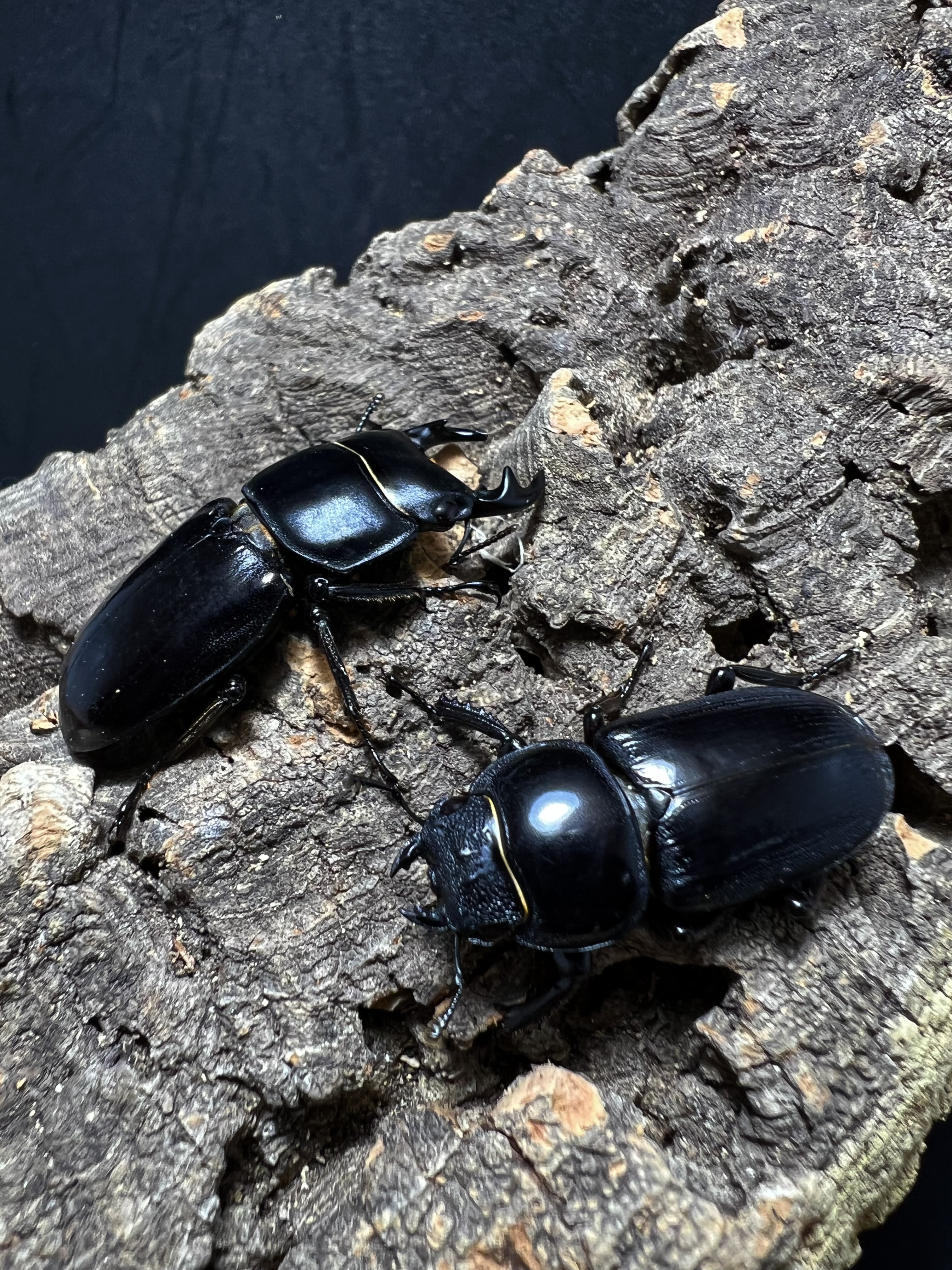 Dorcus yaksha gracilicornis 37x28mm.