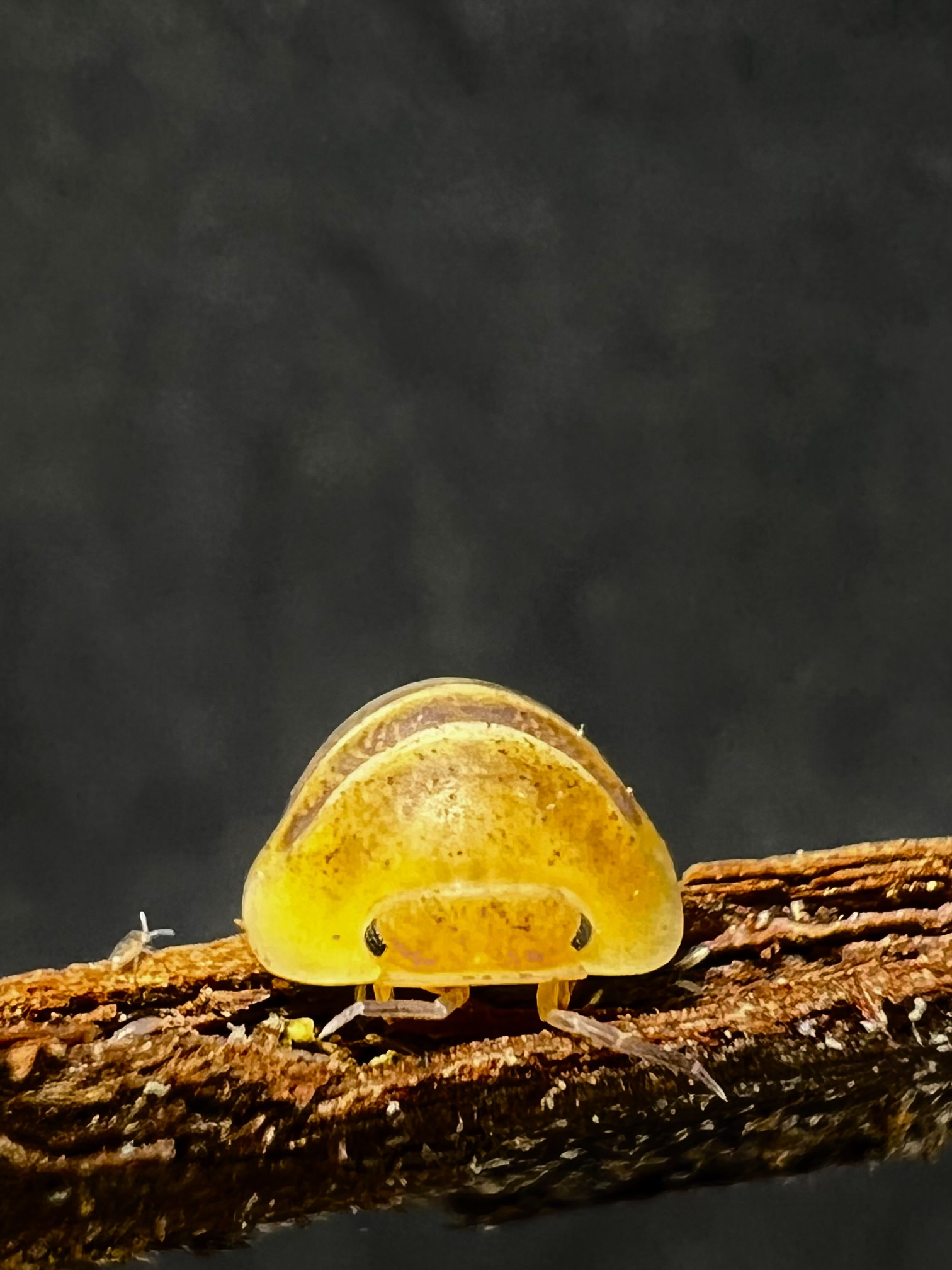 Cubaris sp. jupiter 5 each