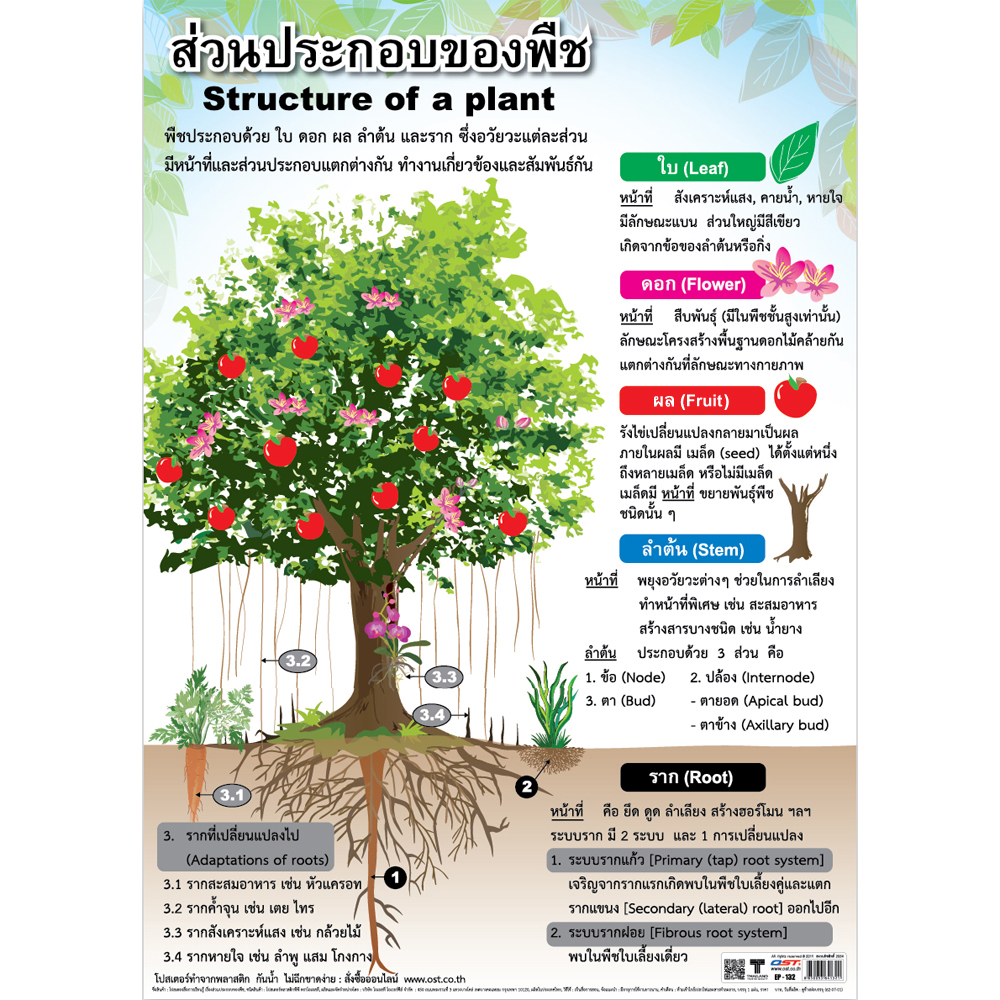 Structure of a Plant Educational Posters No.132