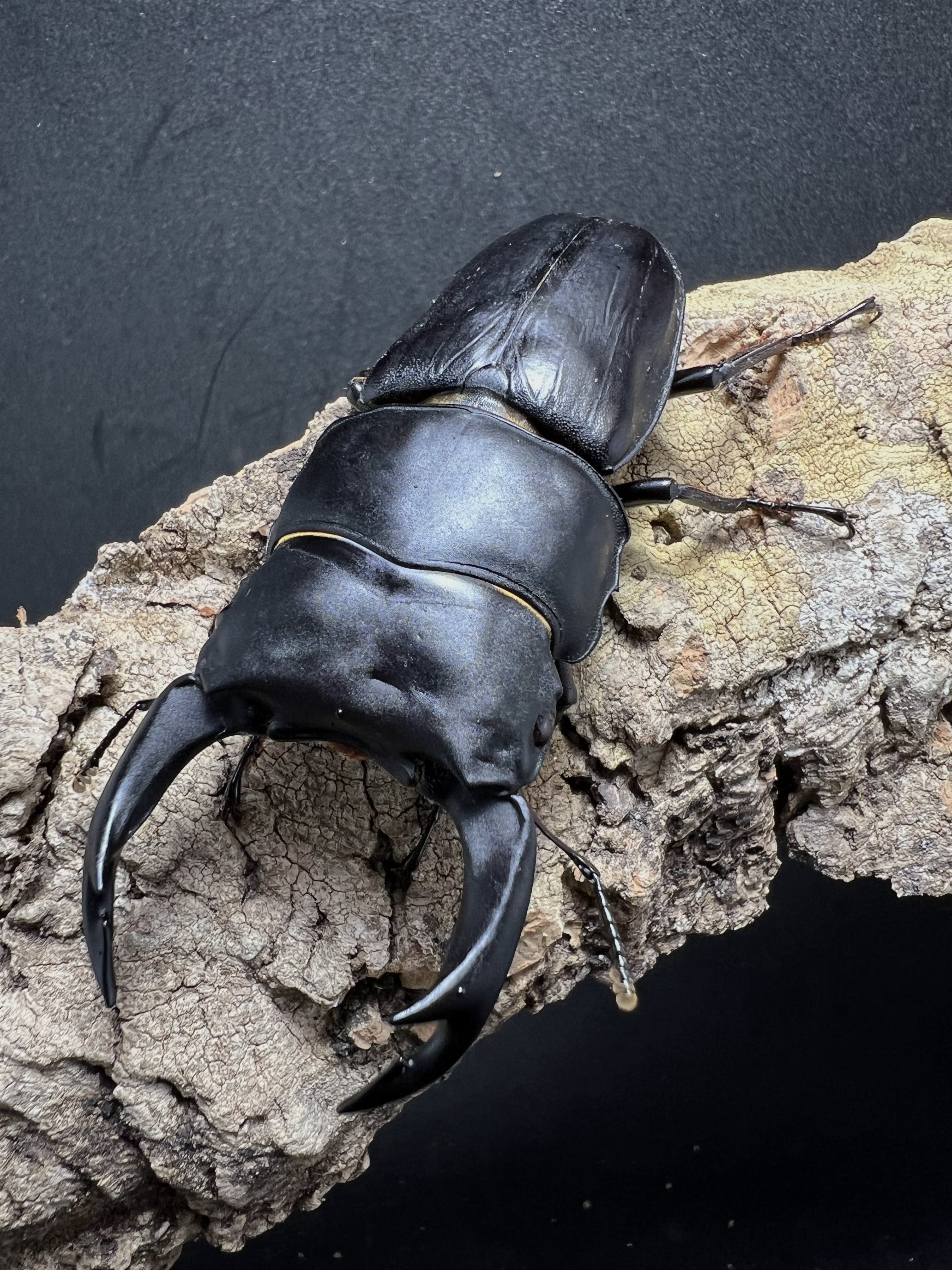 Dorcus hopei binodulosus 76mm.