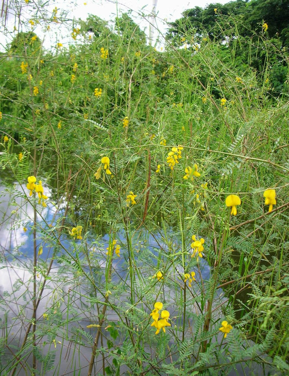 เมล็ดพันธุ์ต้นดอกโสนเกษตร