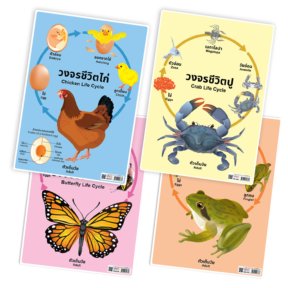 Animals Life Cycle Educational Posters A4 size