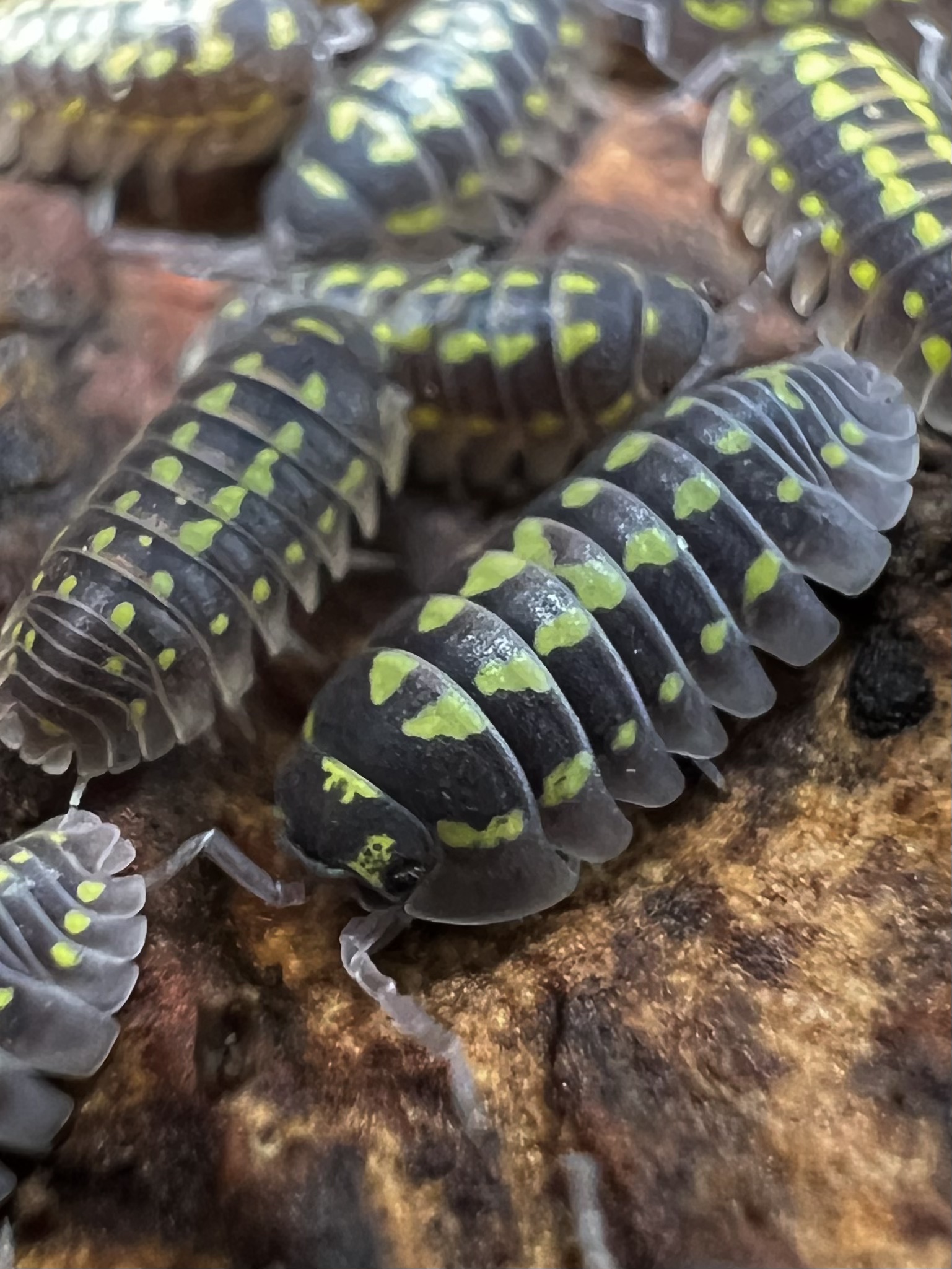 Armadillidium gestroi Set 5each
