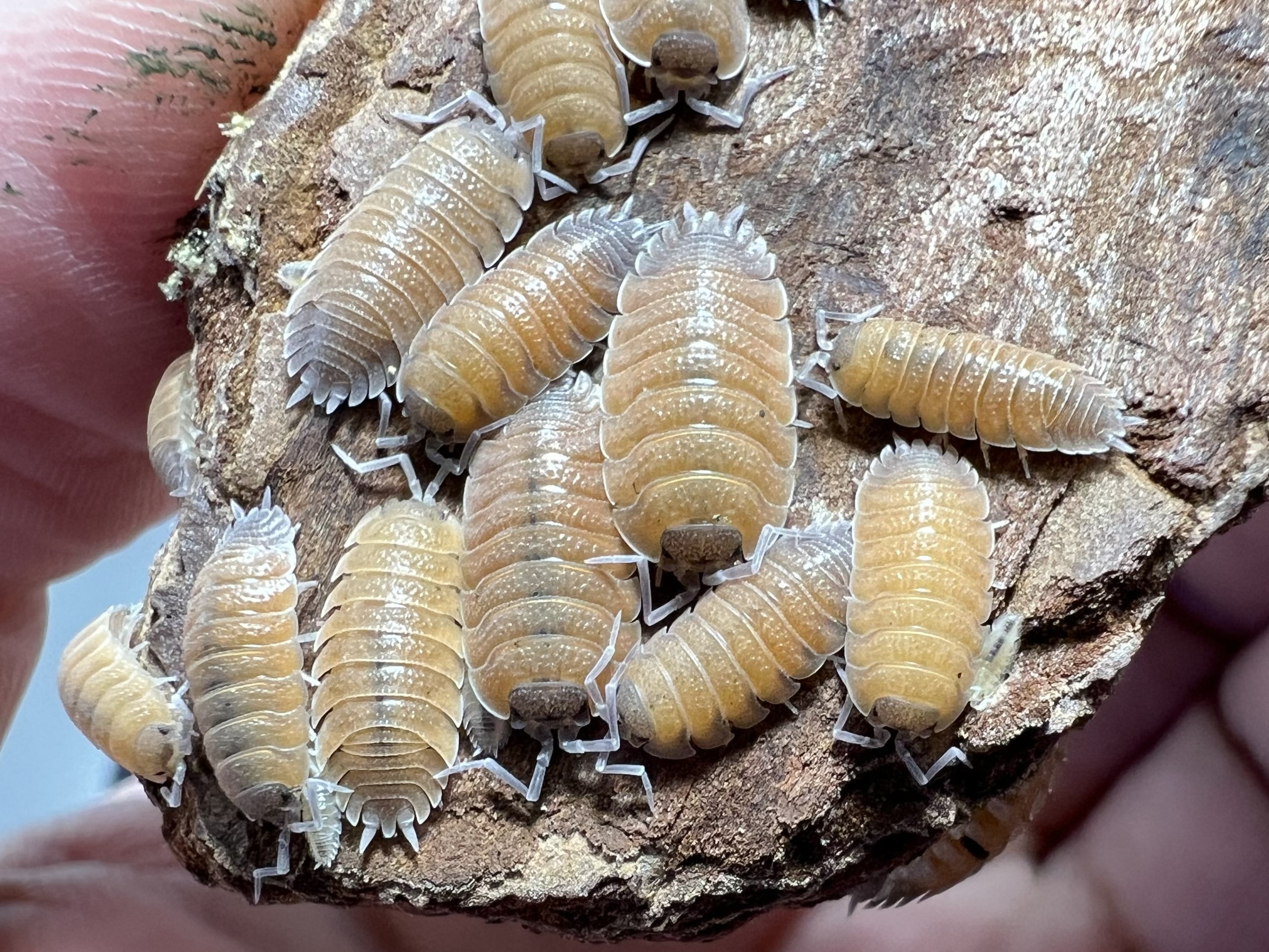 Porcellio baeticensis orange 5 each