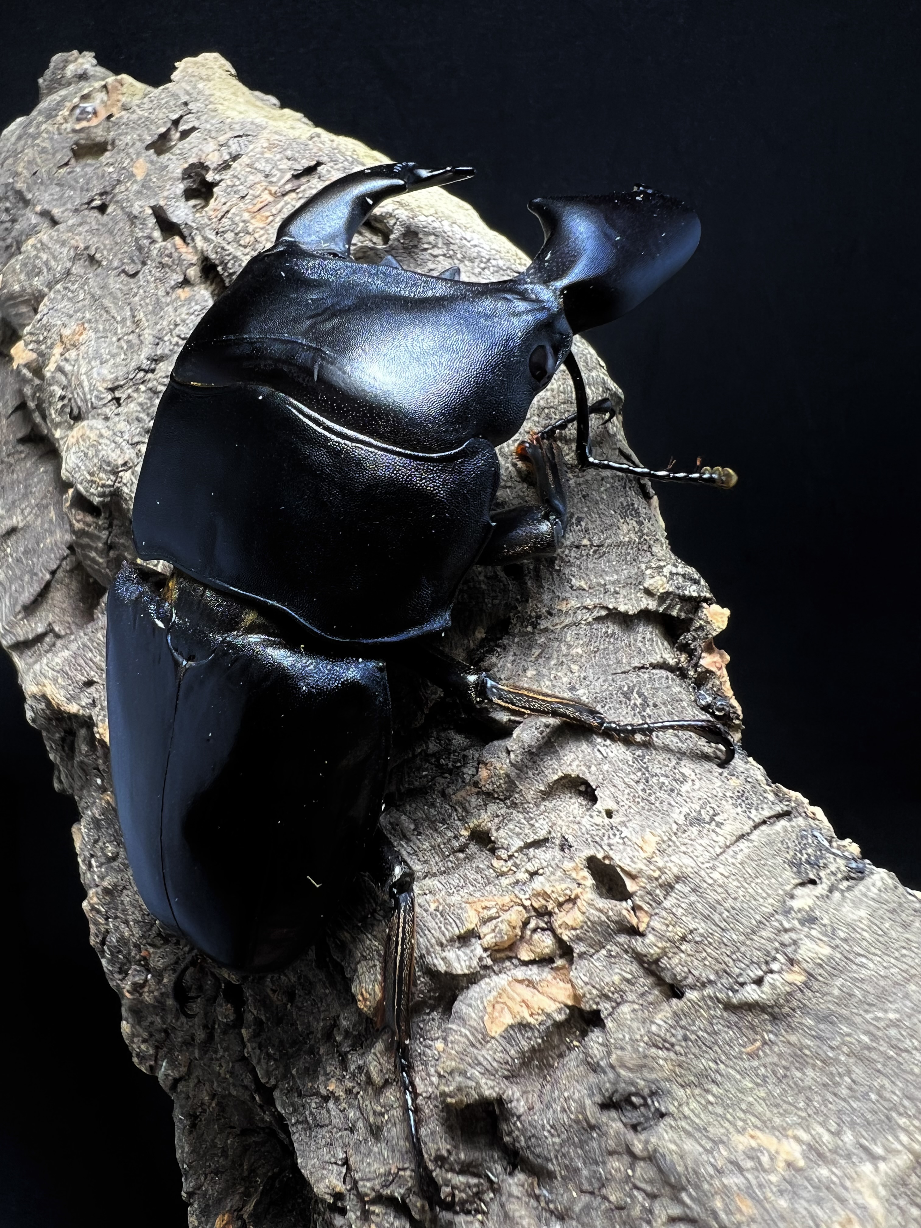 Dorcus titanus yasuokai 91mm.