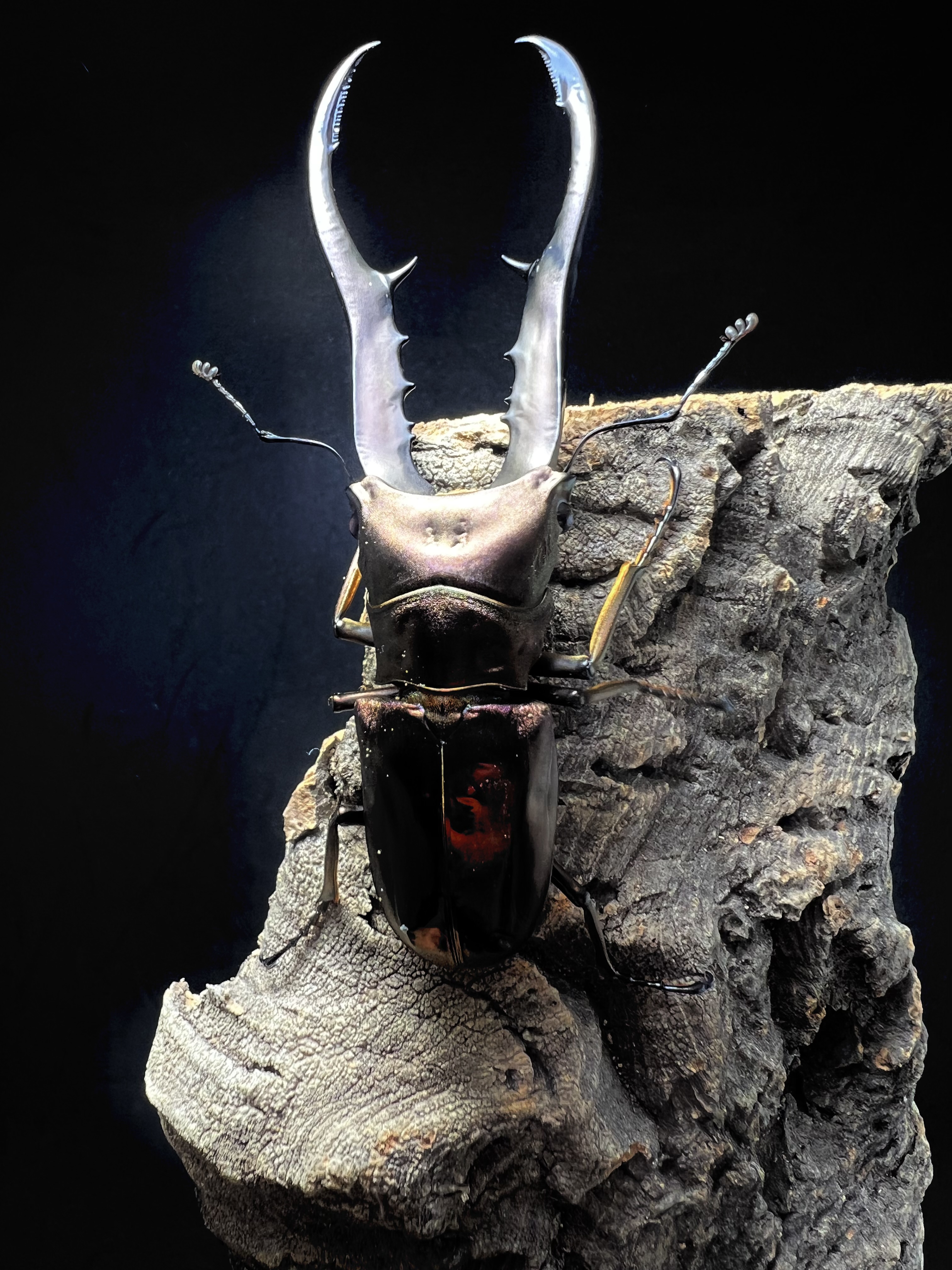 Cyclommatus metallifer 85mm.