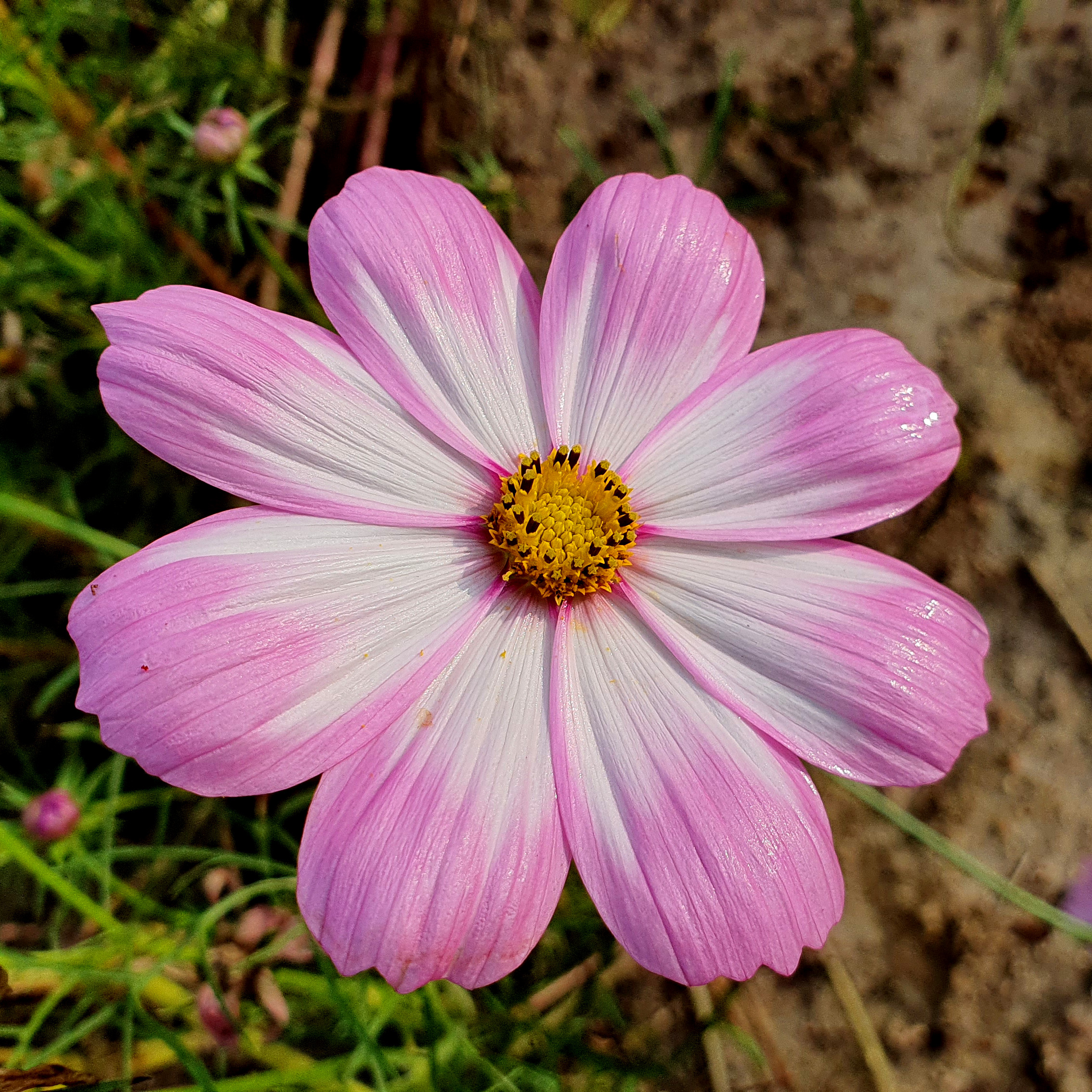 เมล็ดพันธุ์ ดอกดาวกระจายฝรั่งต้นเตี้ย (Sulfur Cosmos) 150 เมล็ด ปลูกง่าย ปลูกได้ทั่วไทย โตไวคละสี สูง 30 ซม