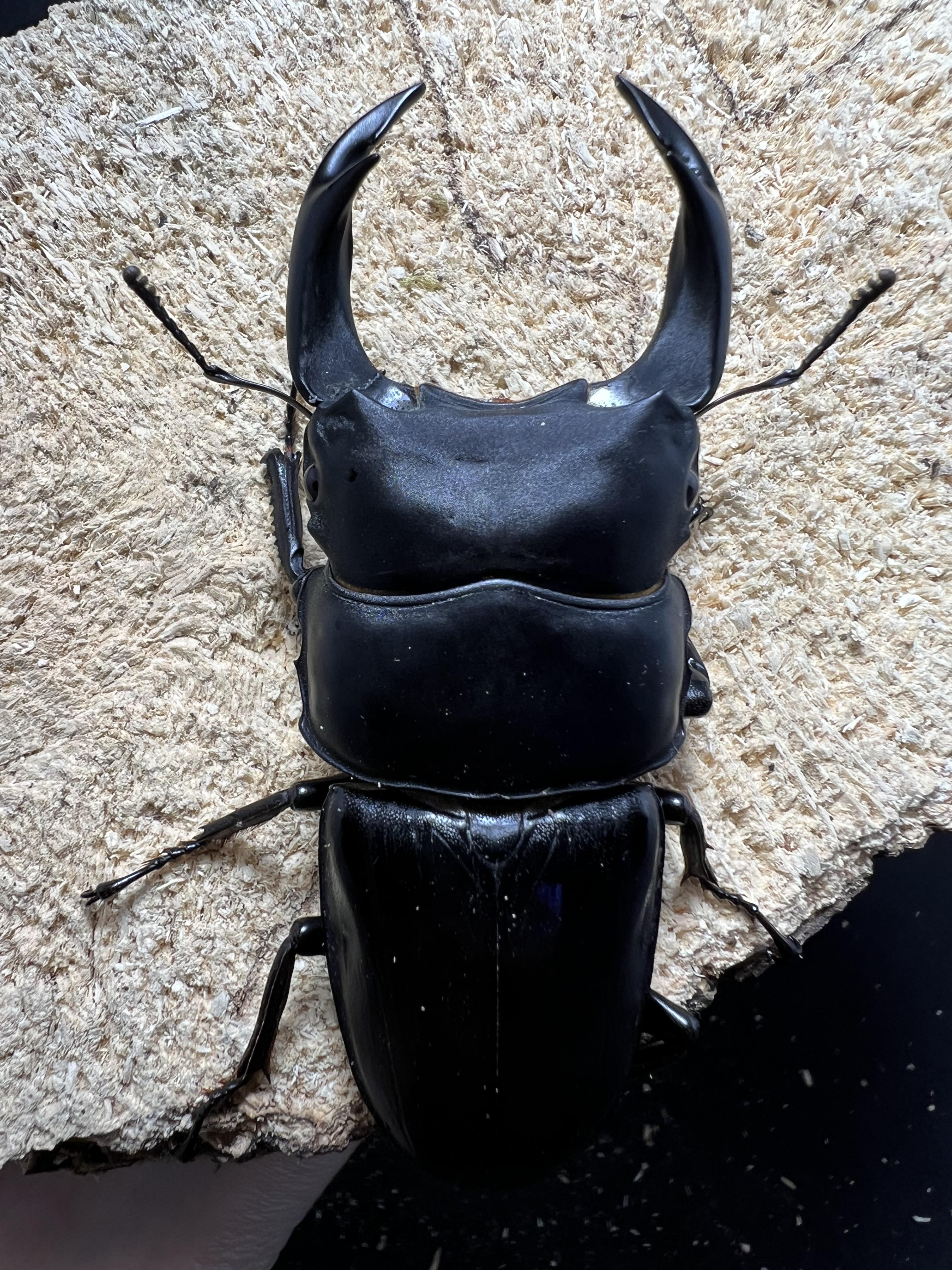Dorcus hopei binodulosus 76mm.