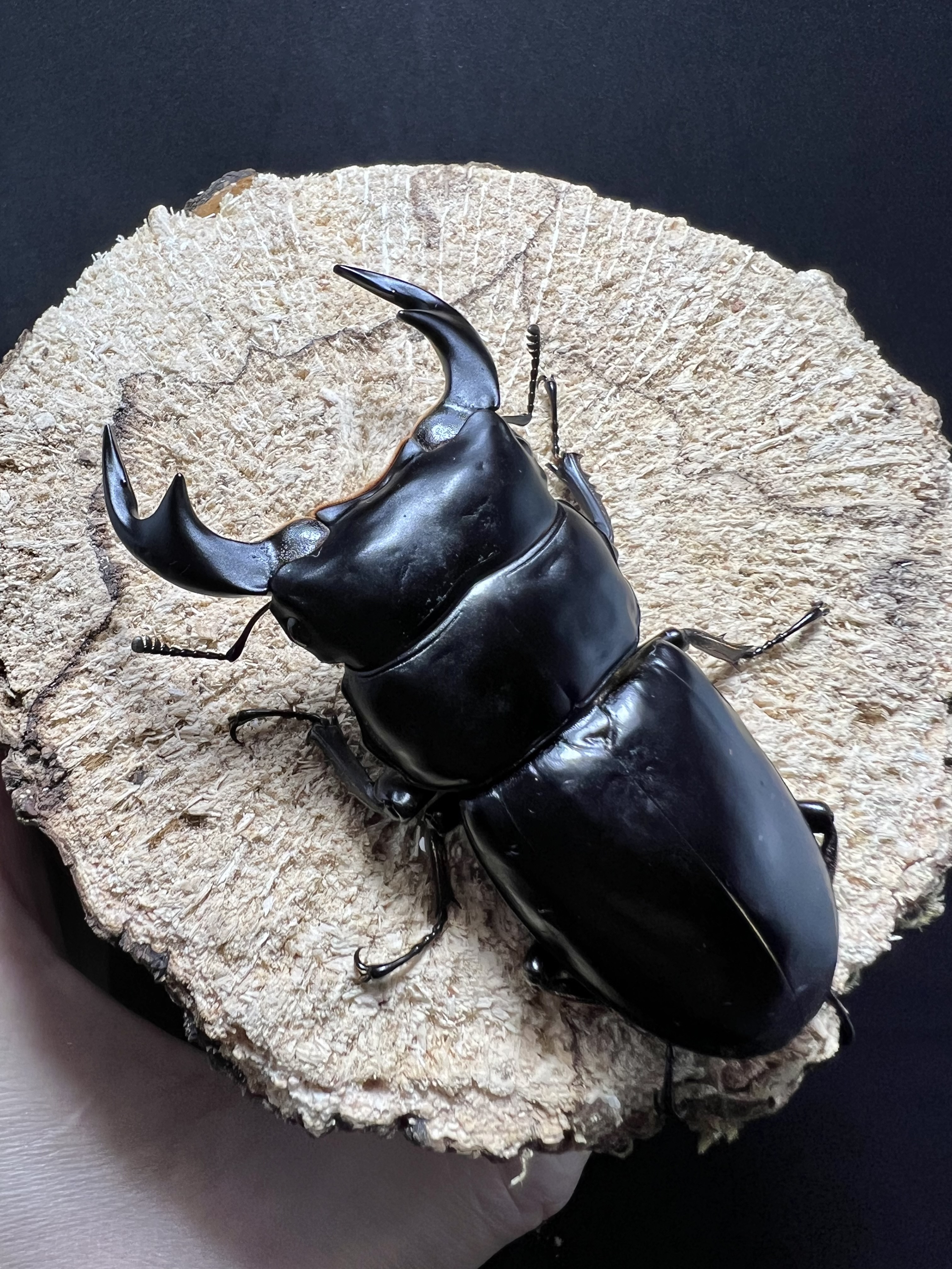 Dorcus antaeus antaeus 74x44mm.