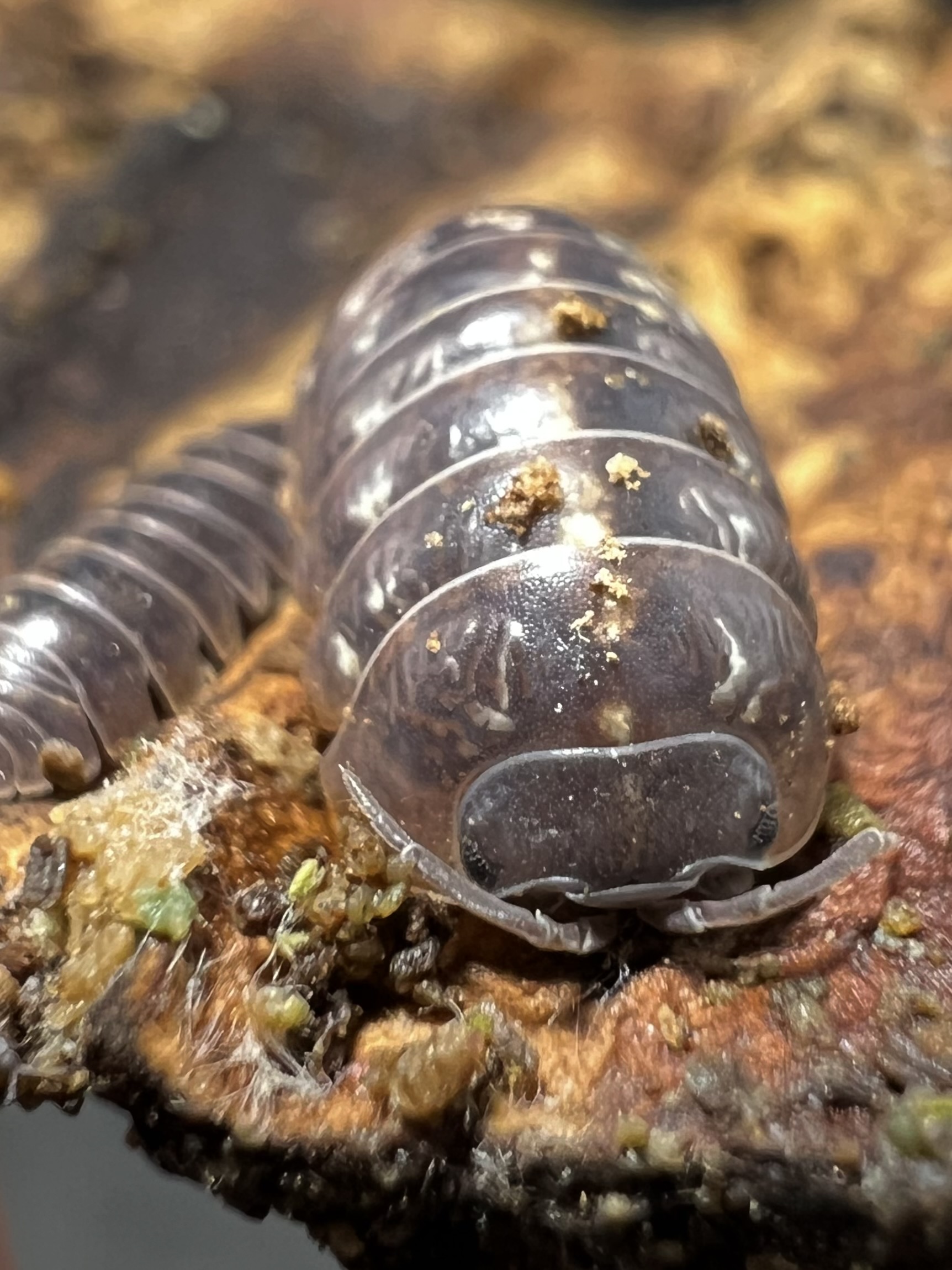 Armadilldium vulgare st.lucia set 5 each