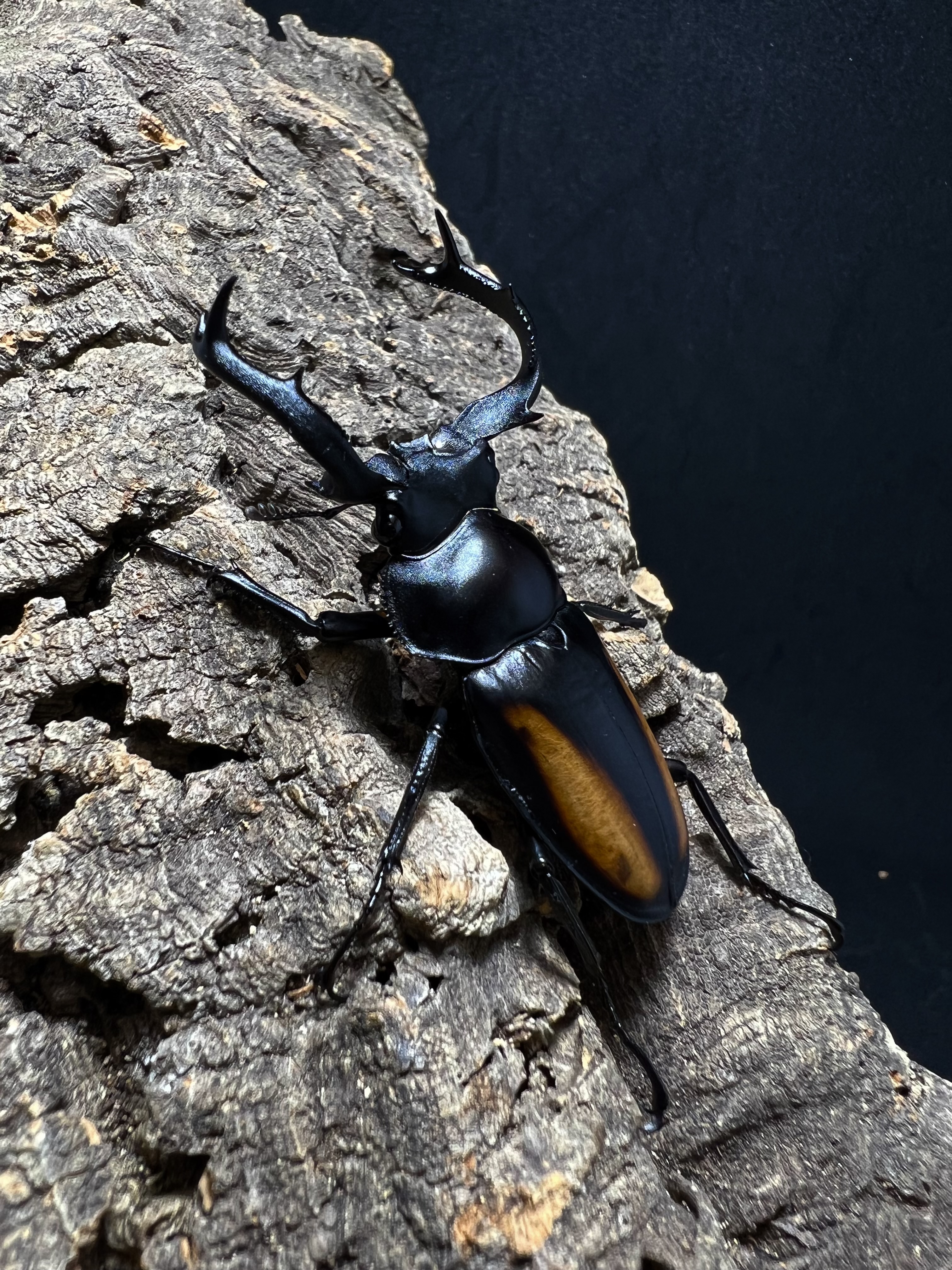 Rhaetulus speciosus kawanoi 59mm.