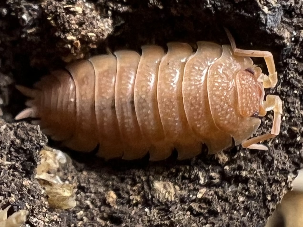 Porcellio scarber “Orange” set 10 each