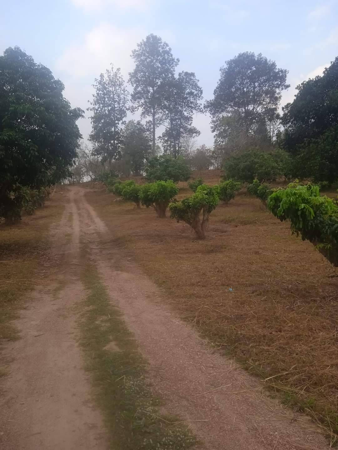 ประกาศขายที่ดิน อ.แม่แตง จ.เชียงใหม่