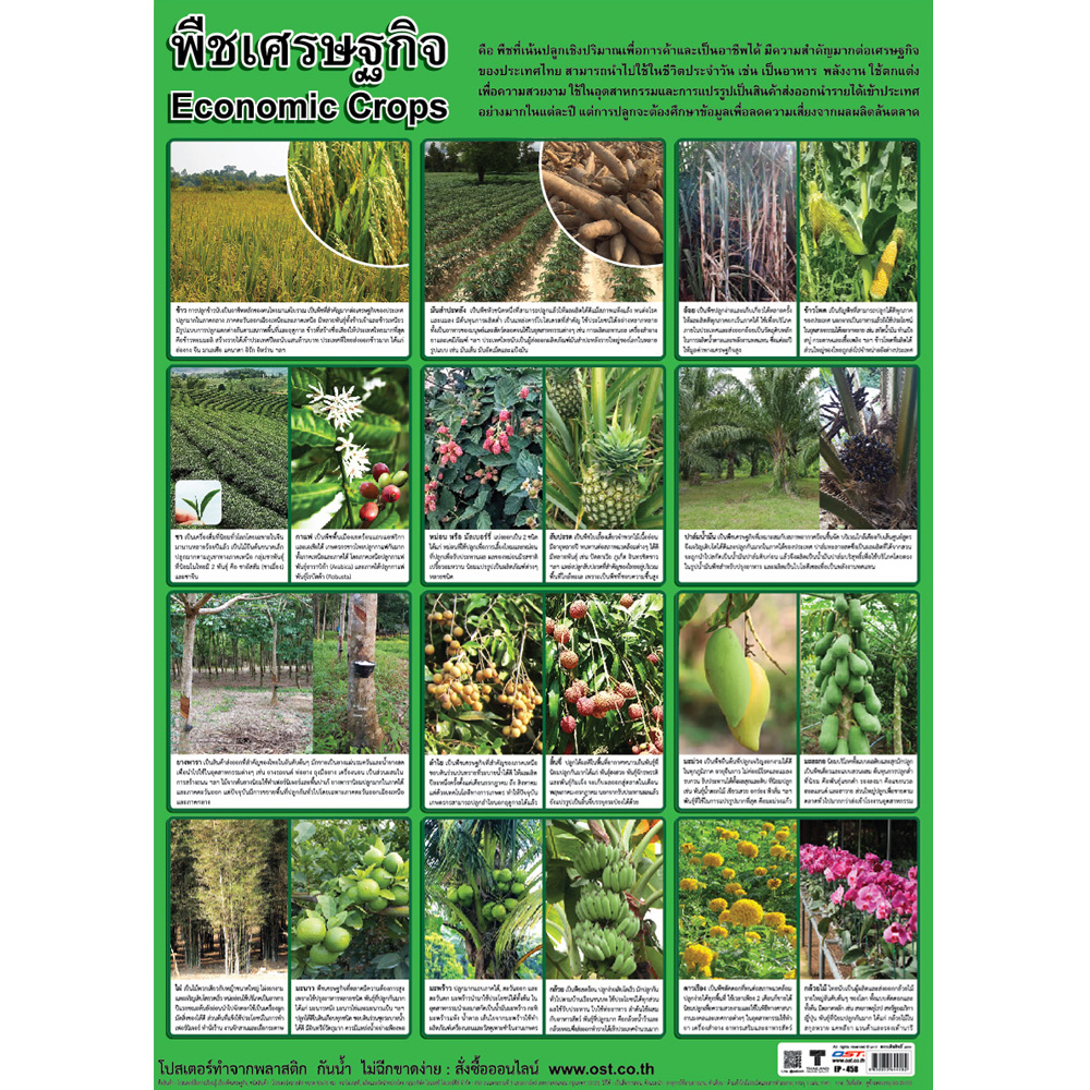 Thailand Economic Crops Educational Posters No.458