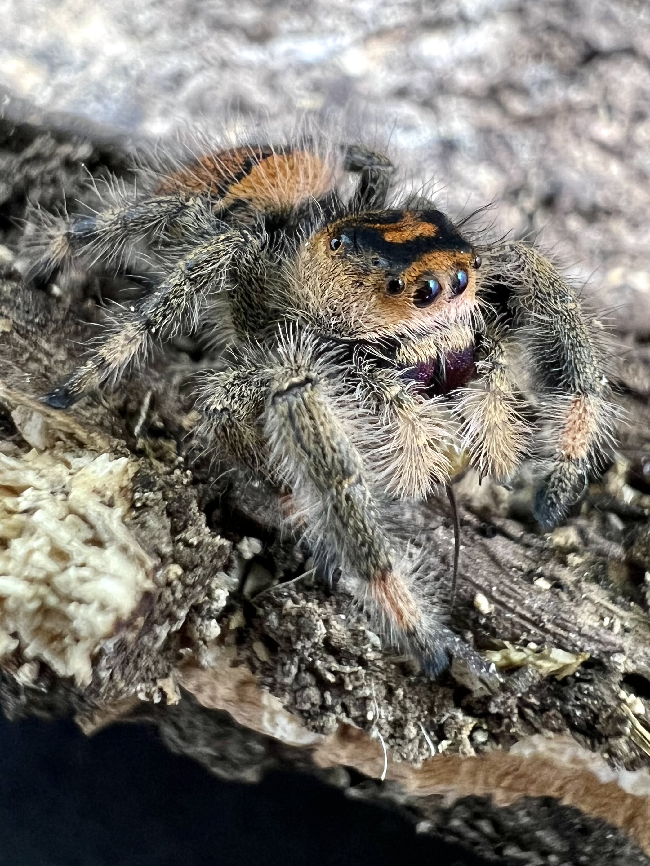 Phidippus regius everglades female