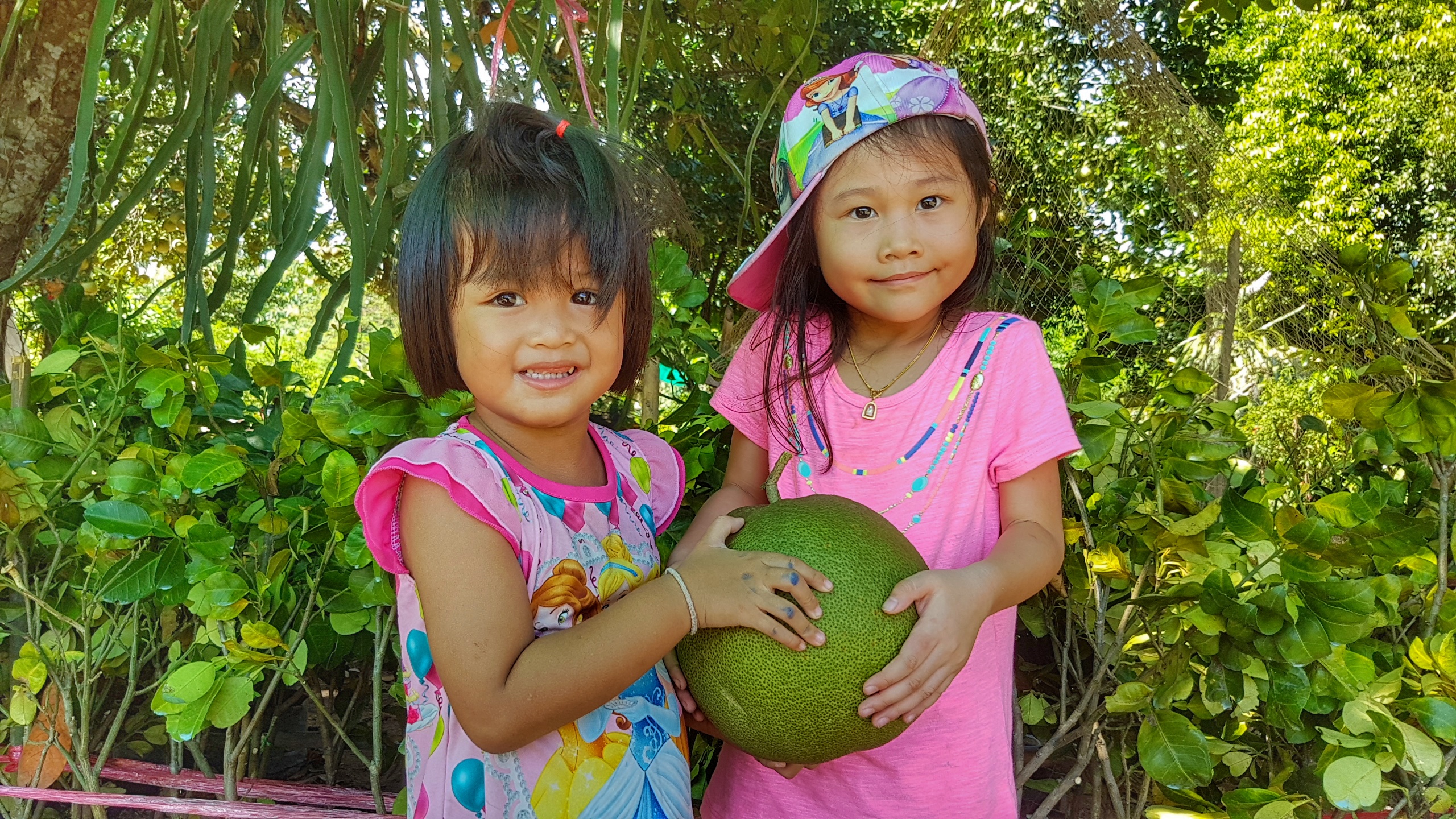 กิ่งตอนส้มโอทองดี ชุด 5 กิ่ง