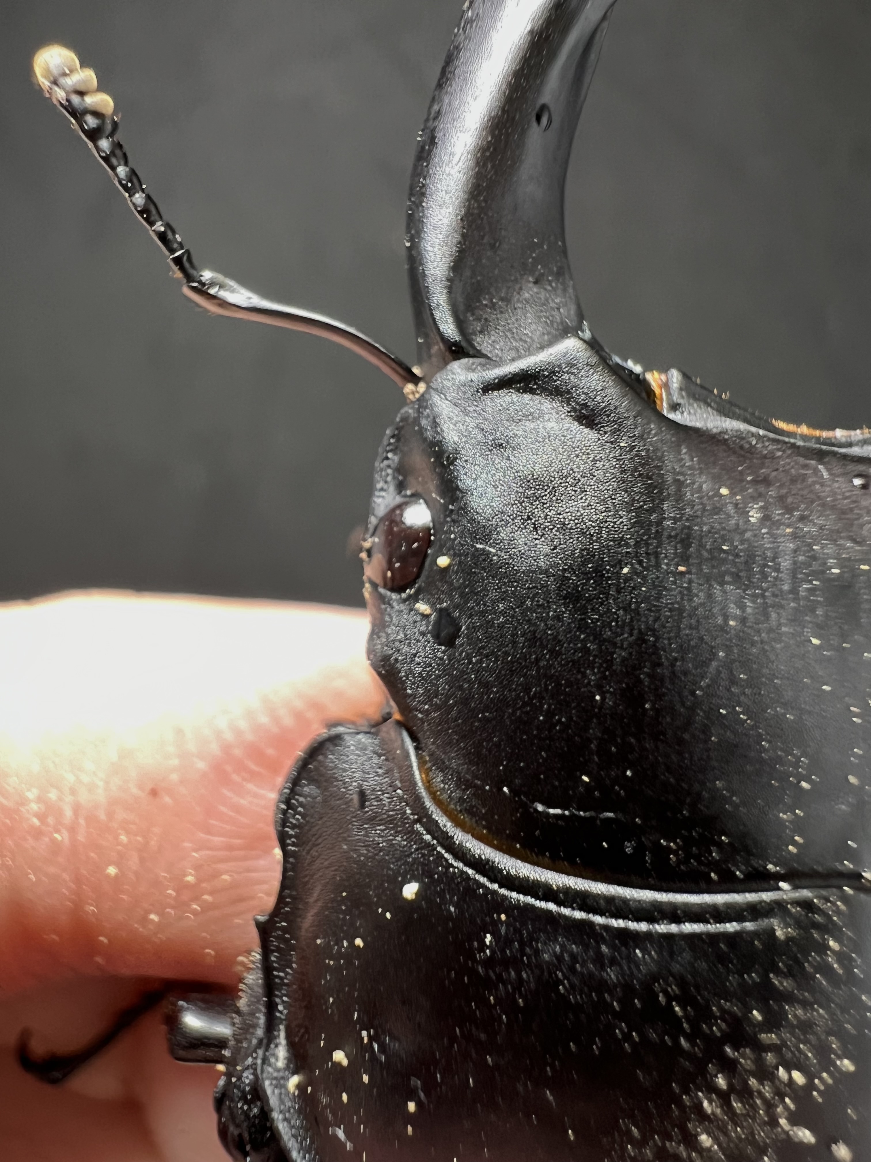 Dorcus hopei binodulosus 73mm.
