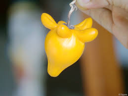 มะเขือการ์ตูน