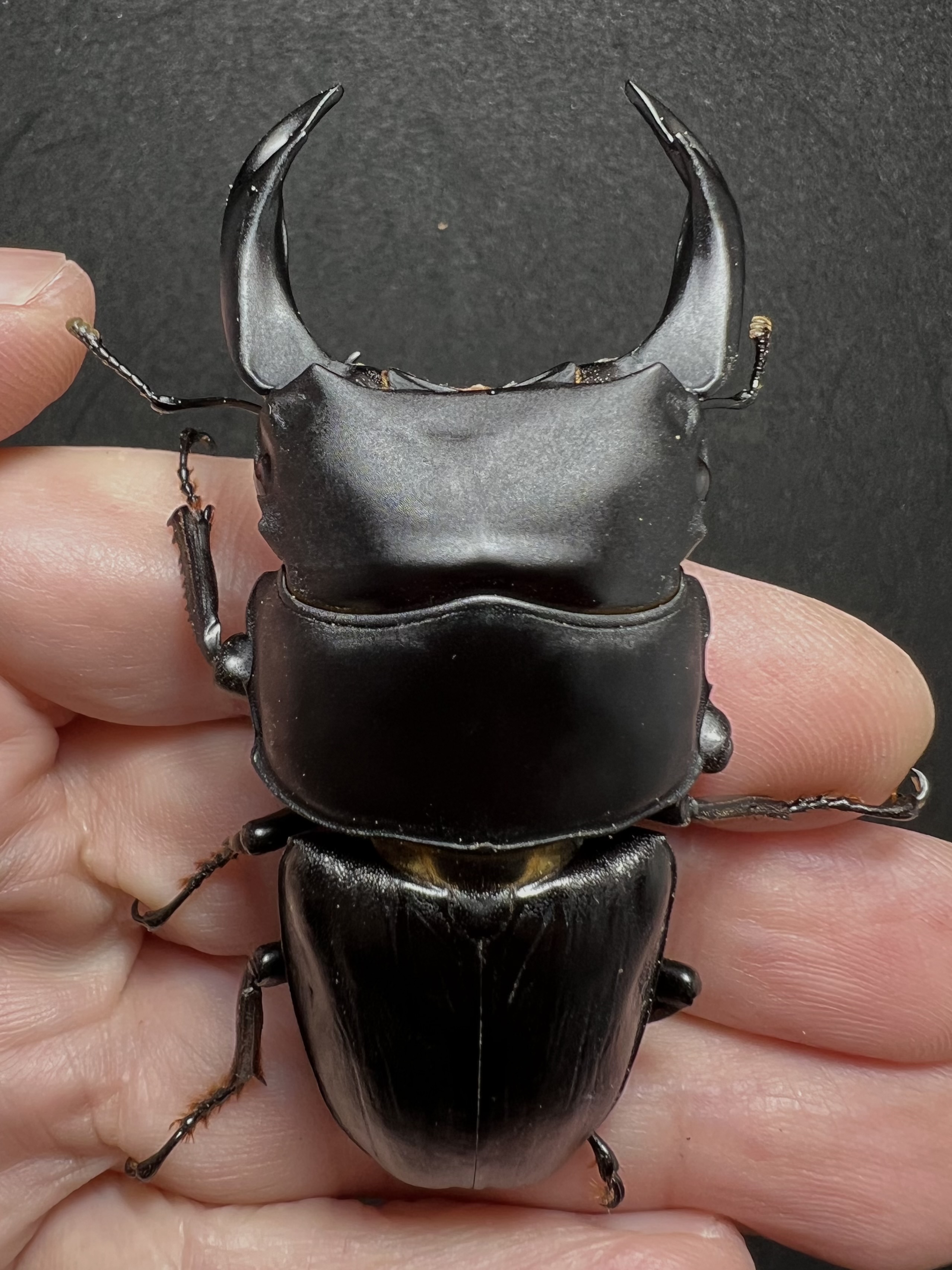 Dorcus hopei binodulosus 76mm.
