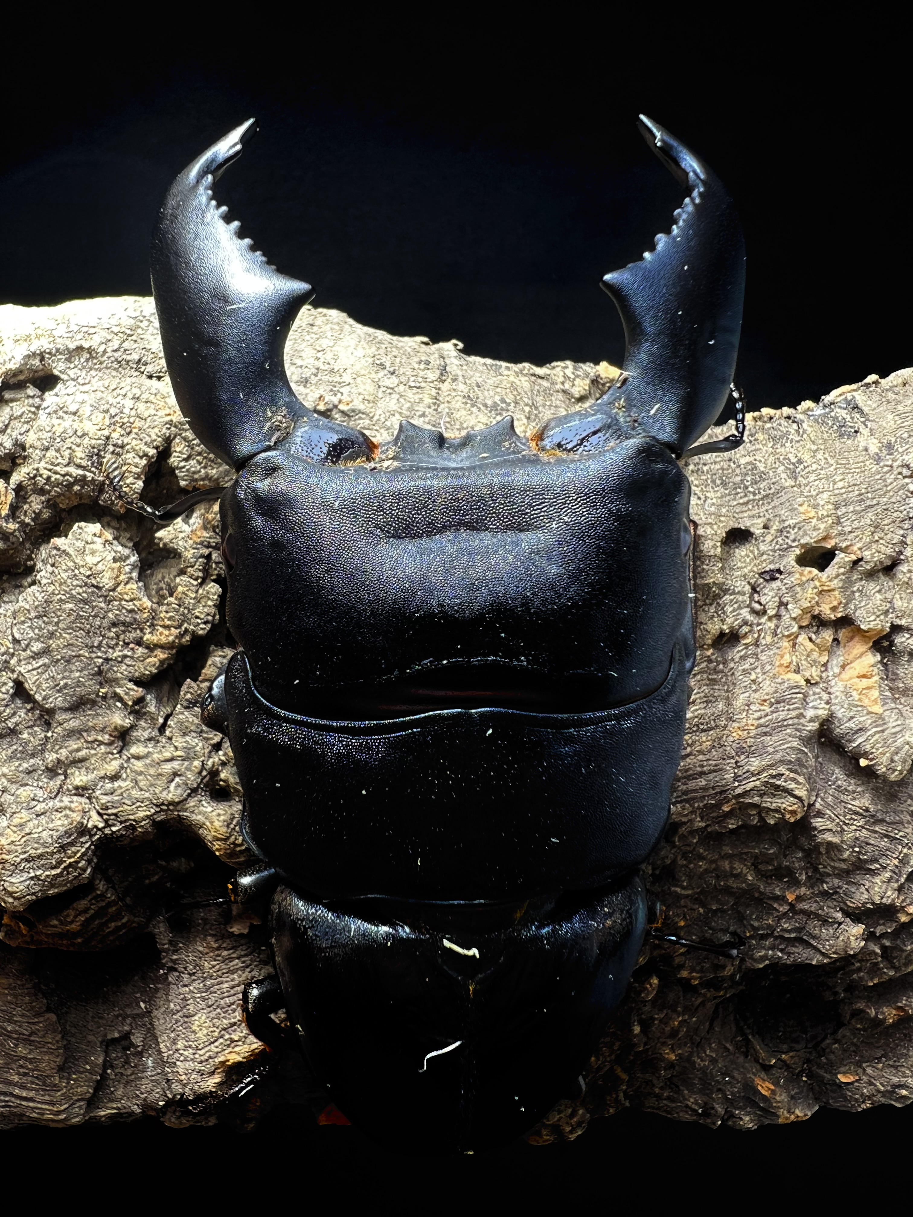 Dorcus titanus yasuokai 95mm.