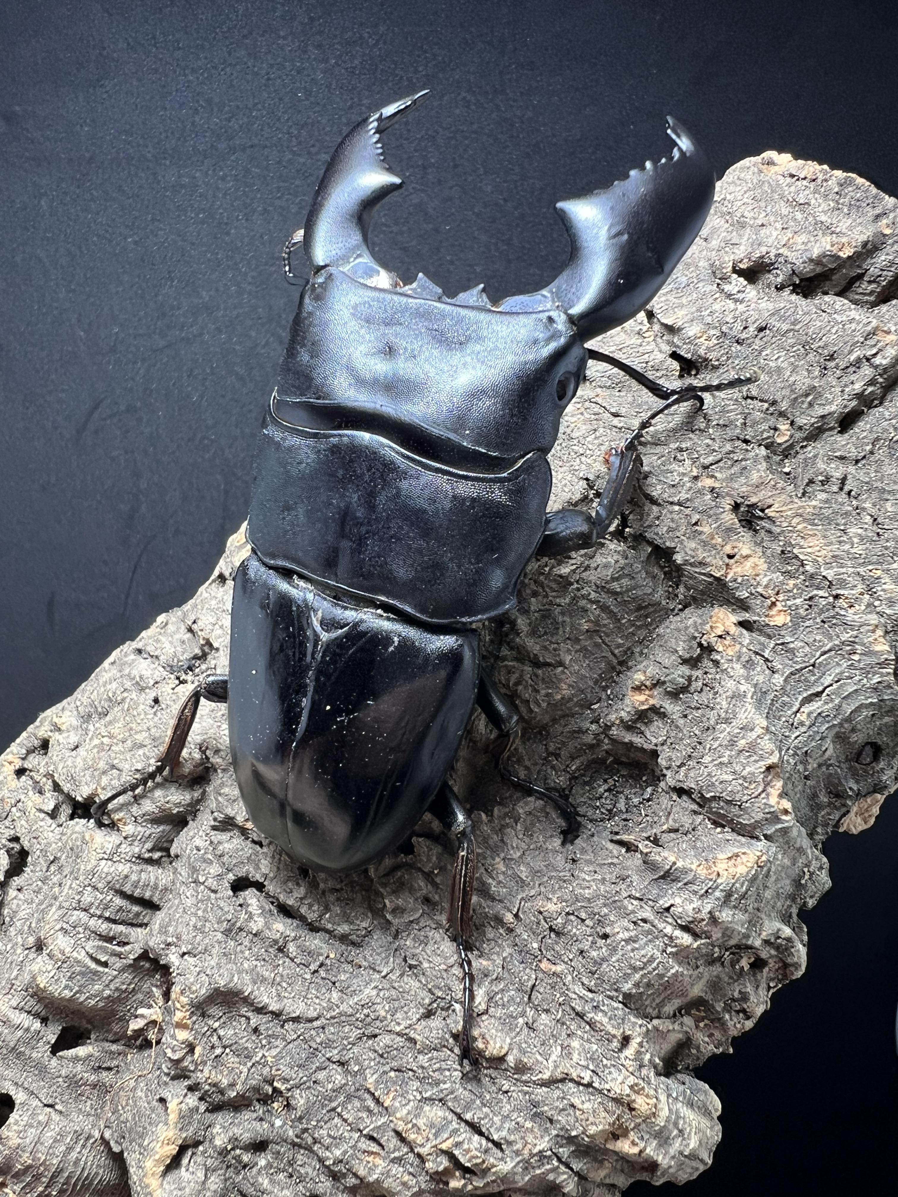 Dorcus titanus yasuokai 90mm.