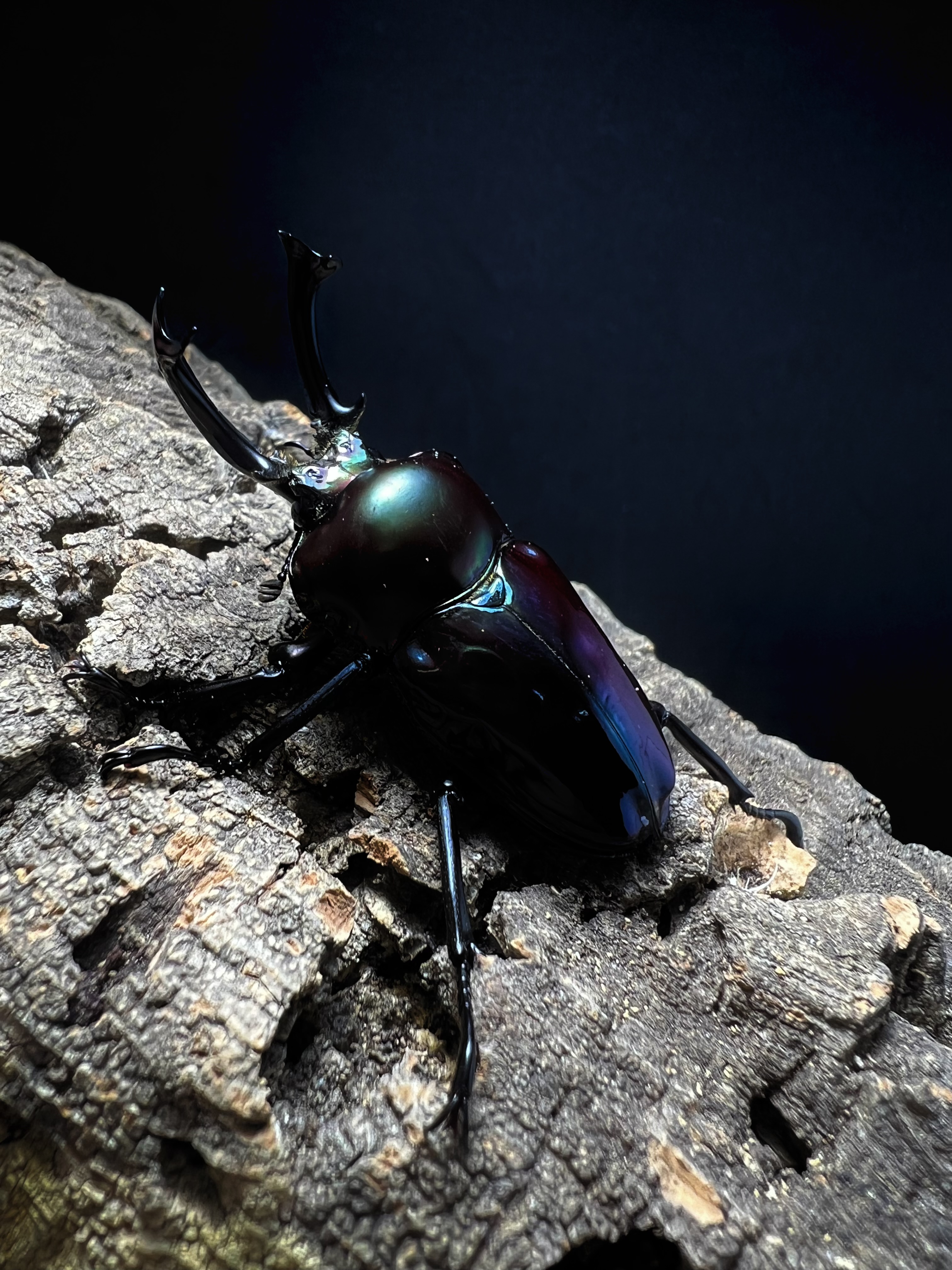 Phalacrognatus muelleri 50x31 mm.